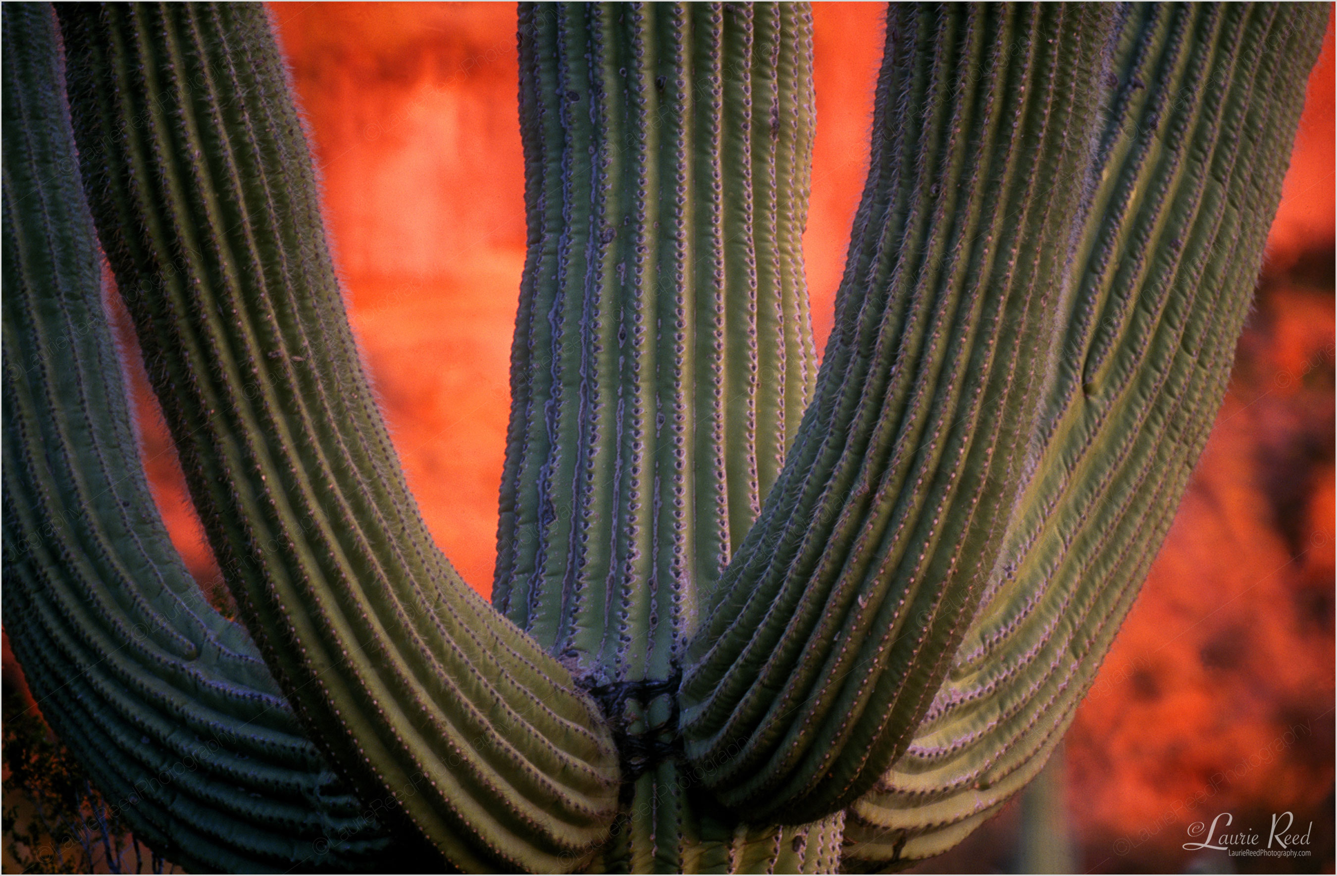 © Laurie Reed Photography