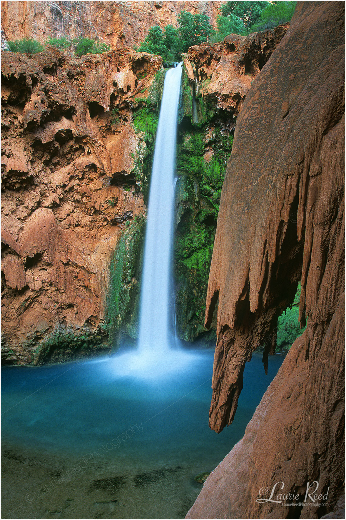 © Laurie Reed Photography - Rainbow Yellow Flowers - Arizona