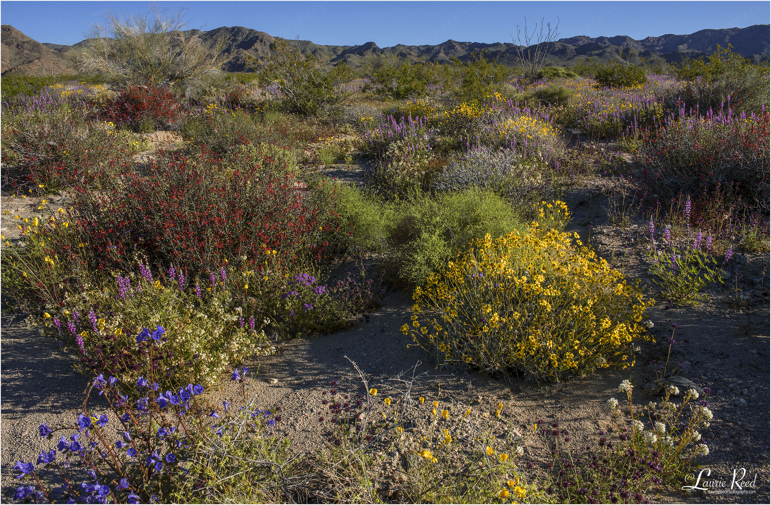 © Laurie Reed Photography - Monument Valley