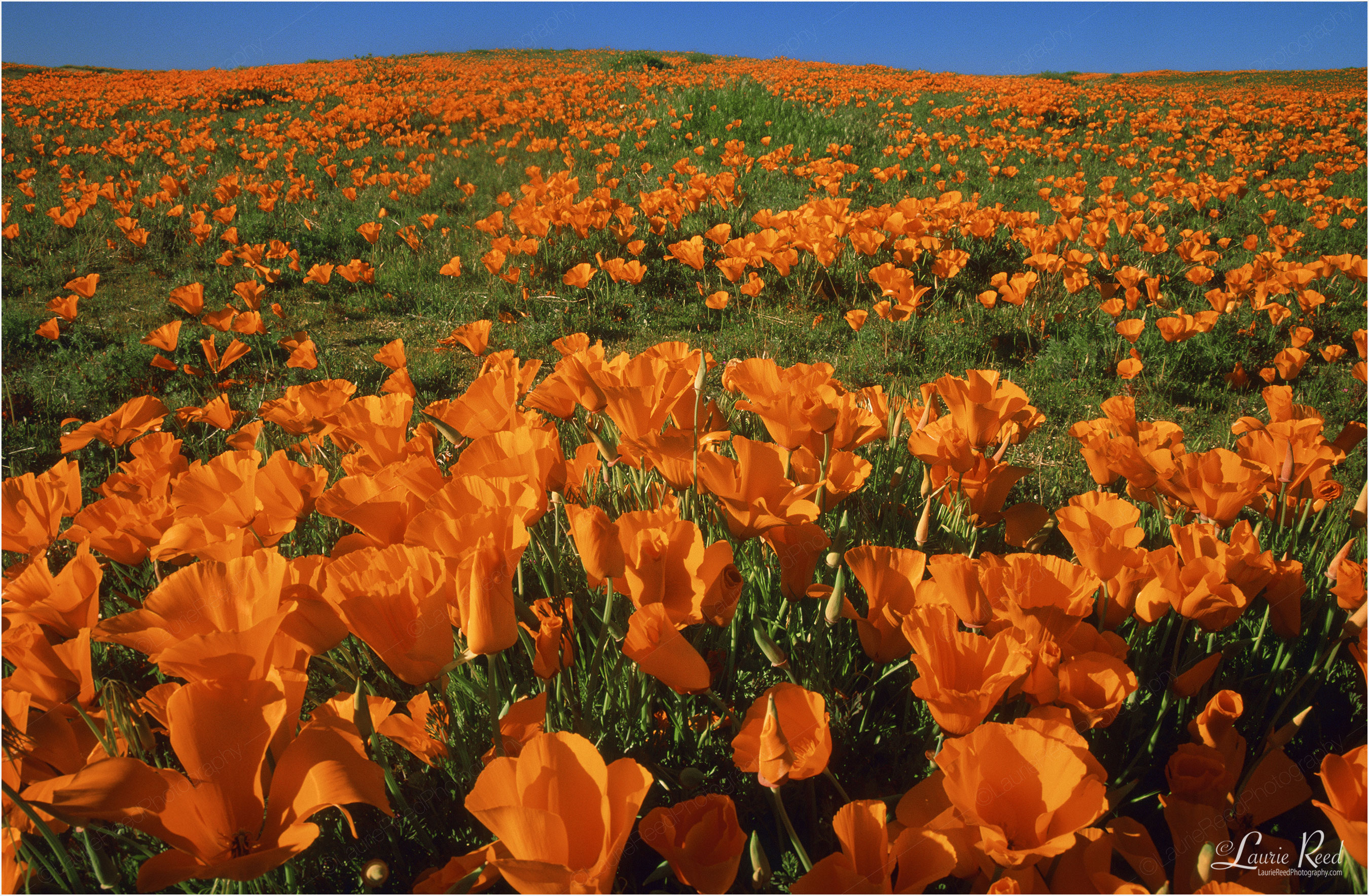 © Laurie Reed Photography