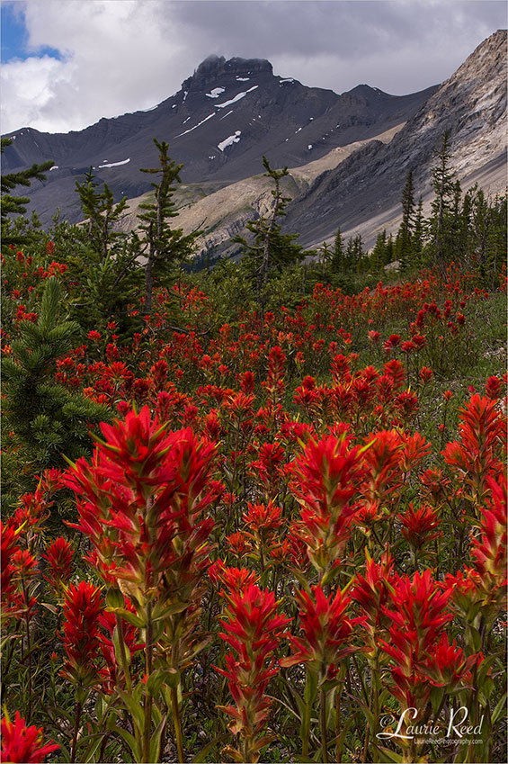 © Laurie Reed Photography