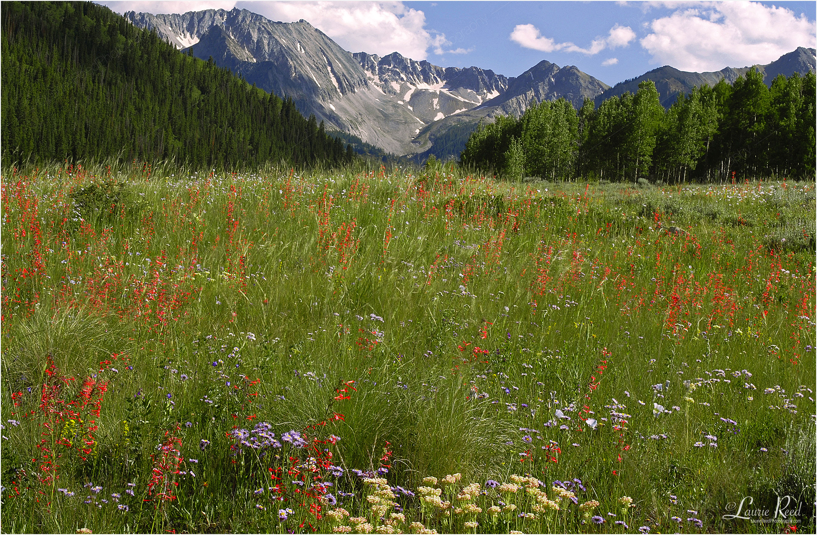 © Laurie Reed Photography