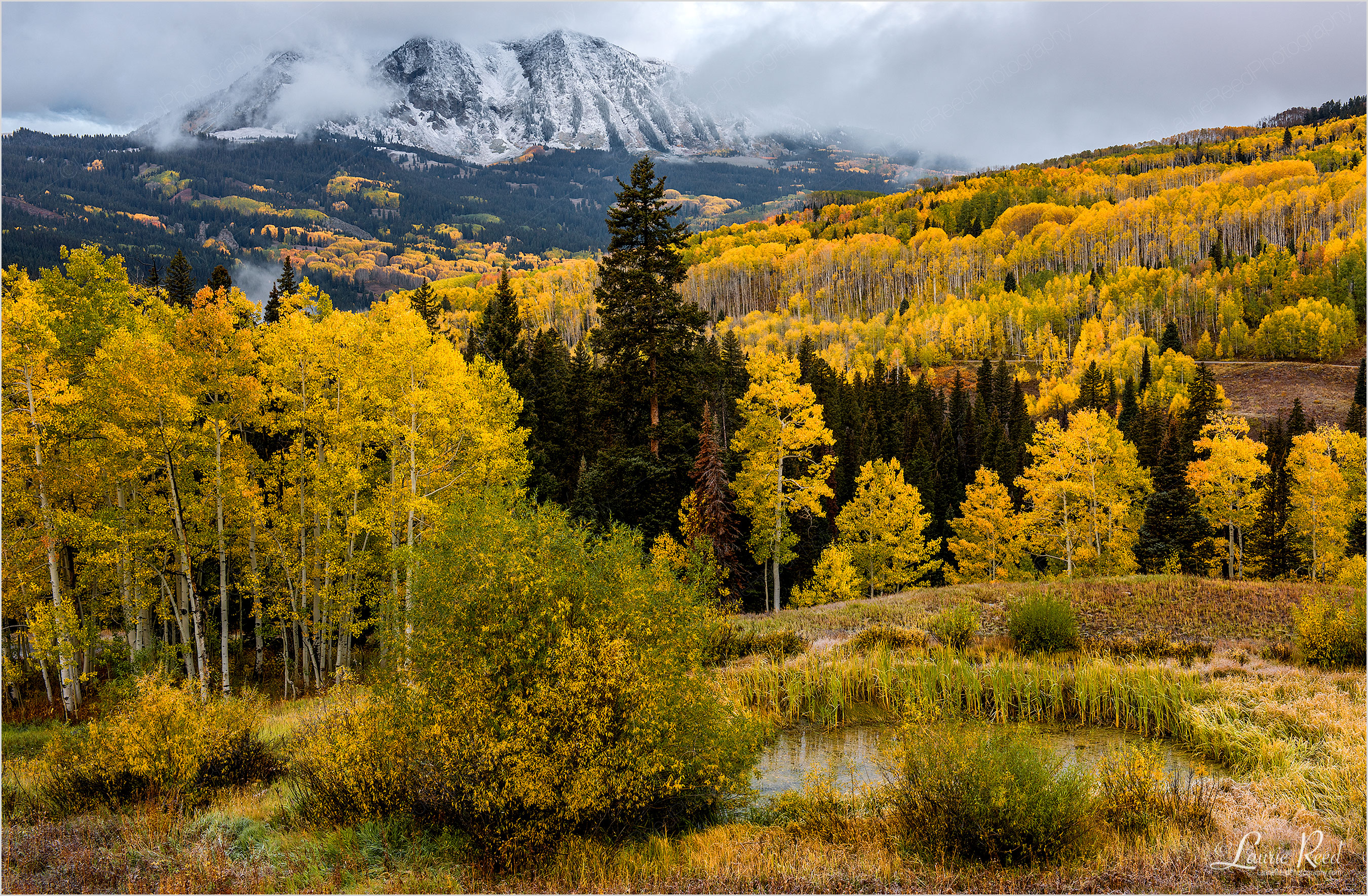 © Laurie Reed Photography