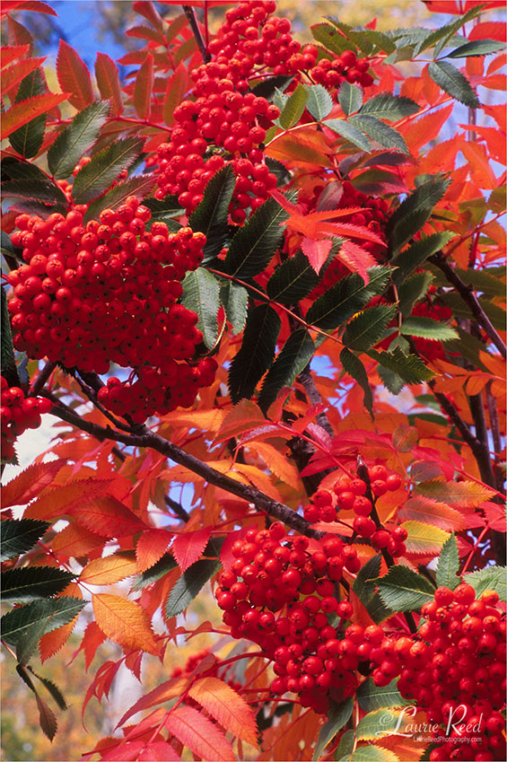 © Laurie Reed Photography