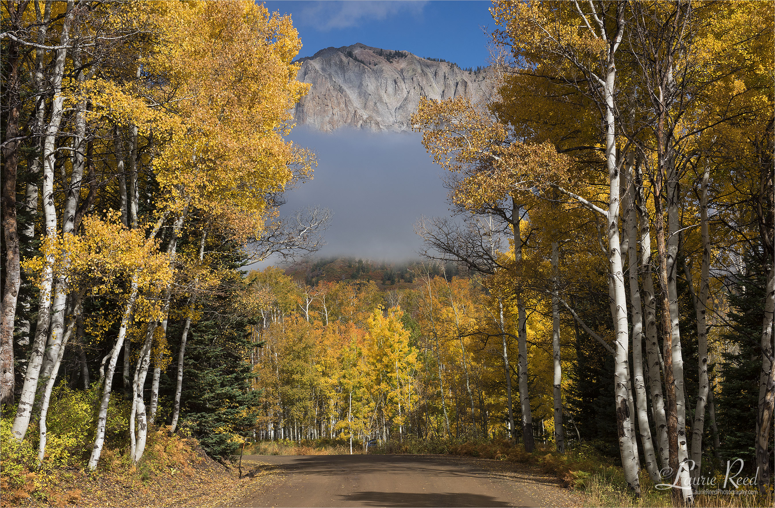 © Laurie Reed Photography