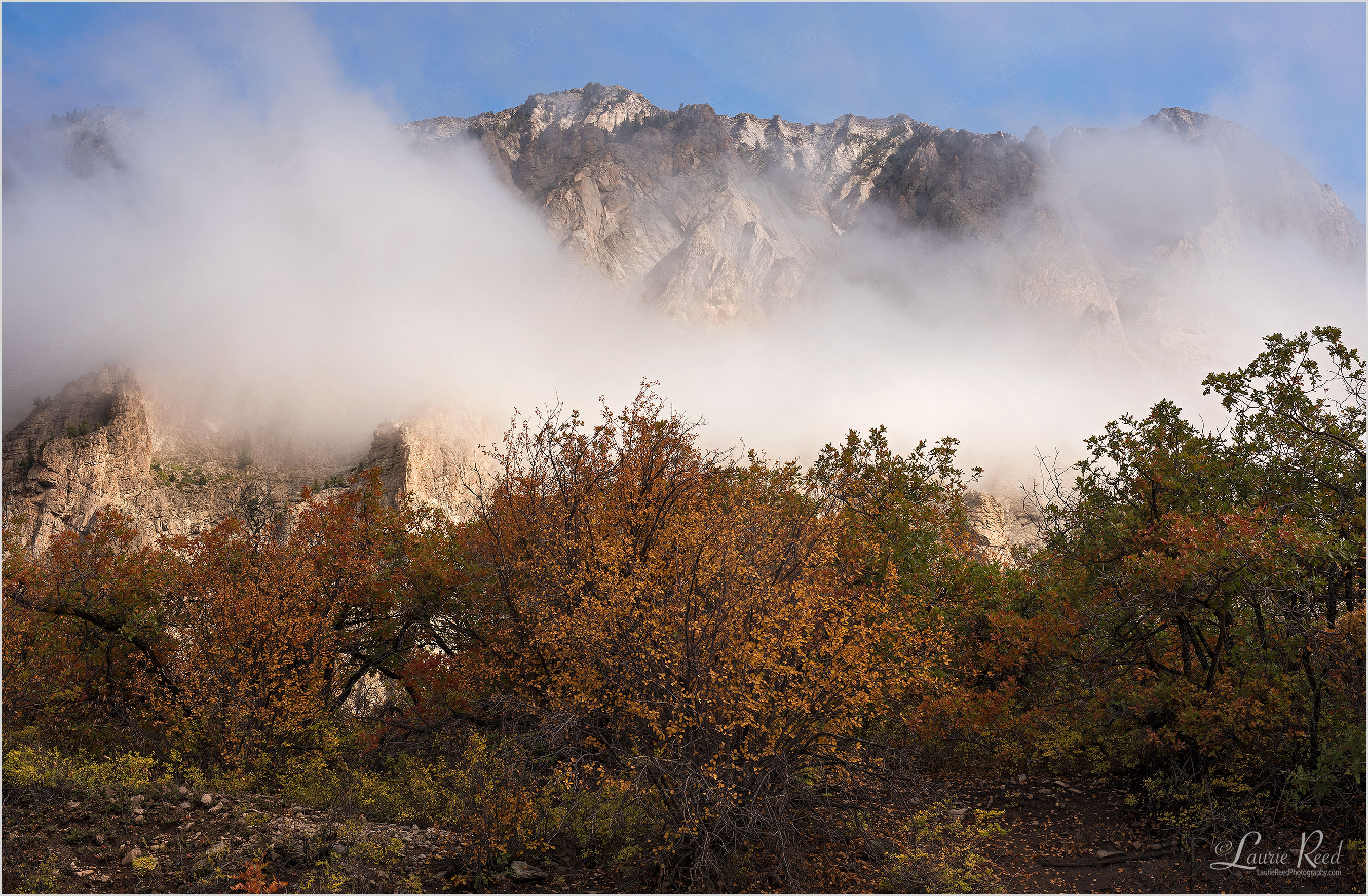 © Laurie Reed Photography