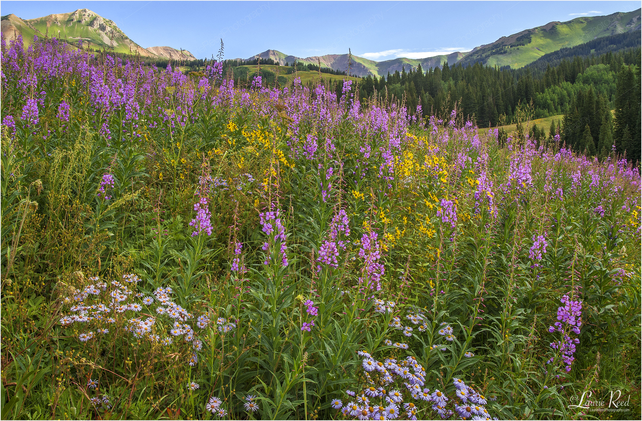 © Laurie Reed Photography