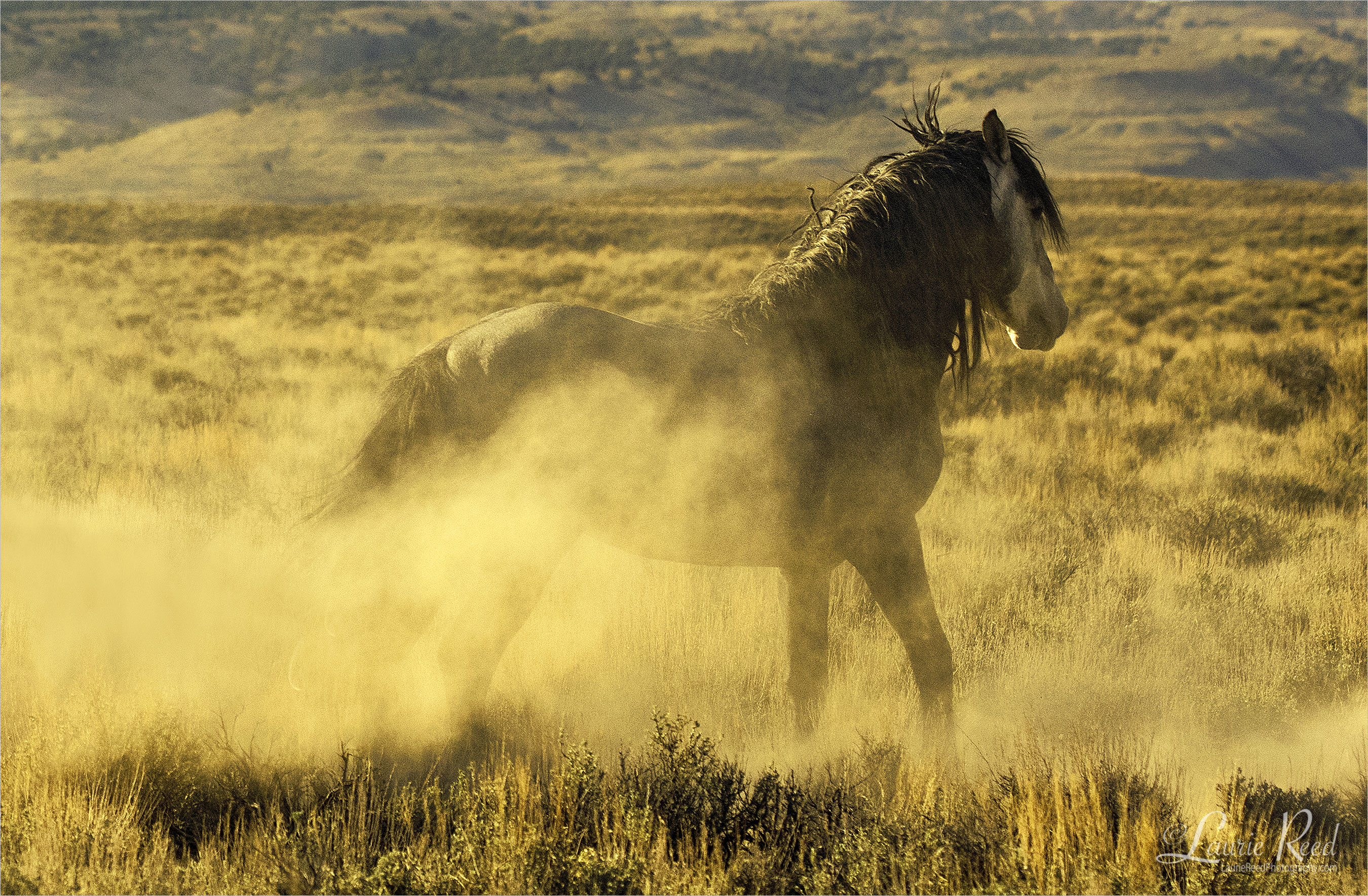Cattle Round Up | Laurie Reed Photography