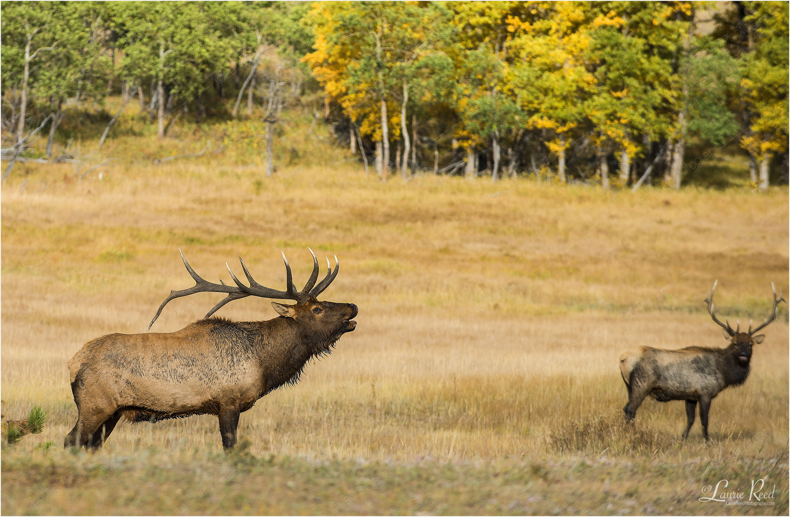 © Laurie Reed Photography