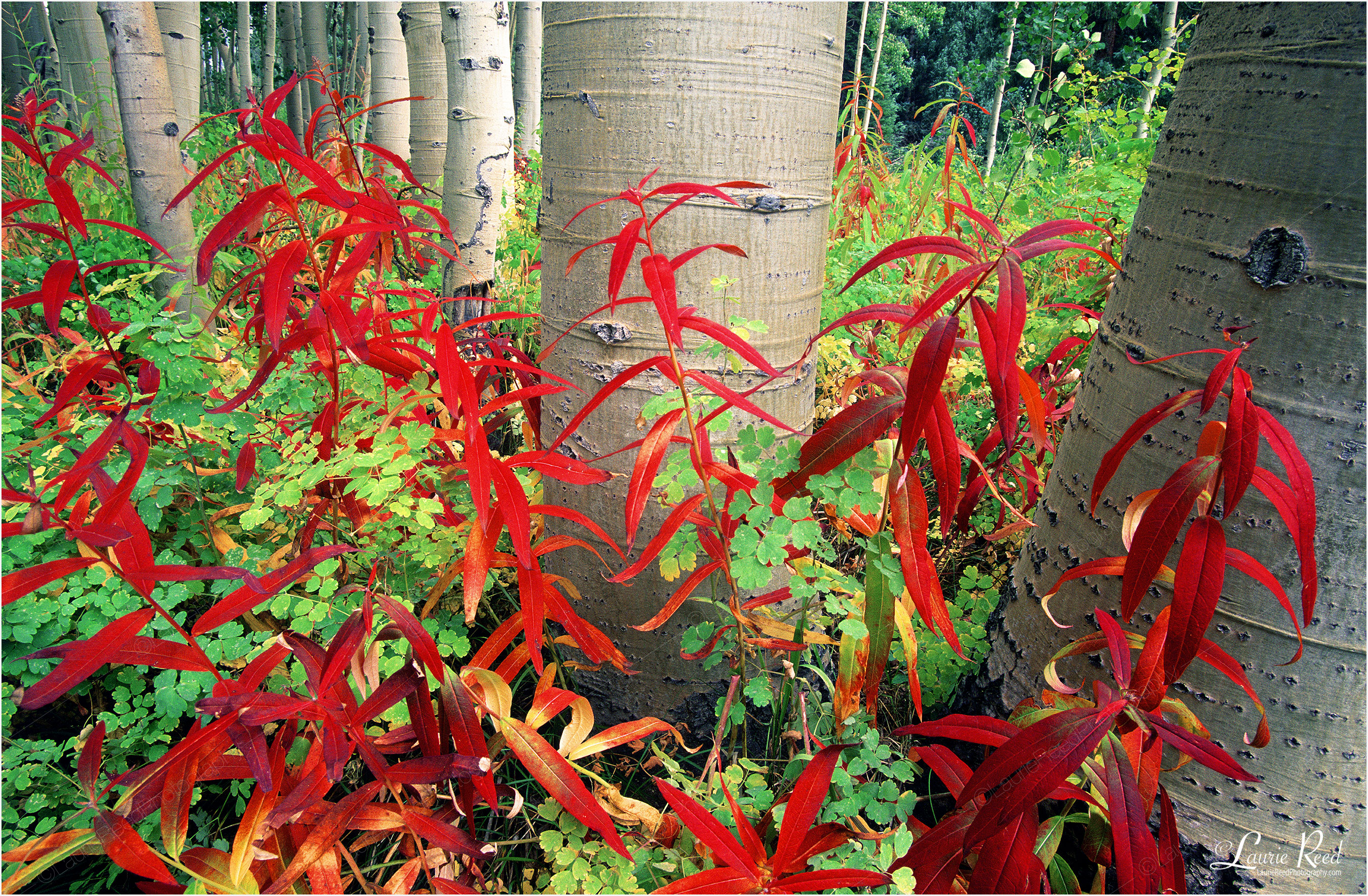 Fire In The Aspen © Laurie Reed Photography