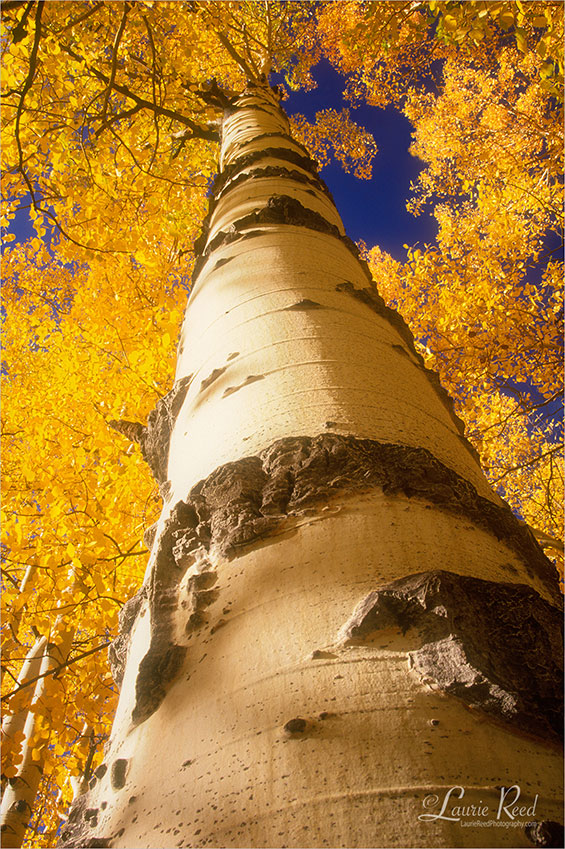 Goldentop Aspen ©Laurie Reed Photography