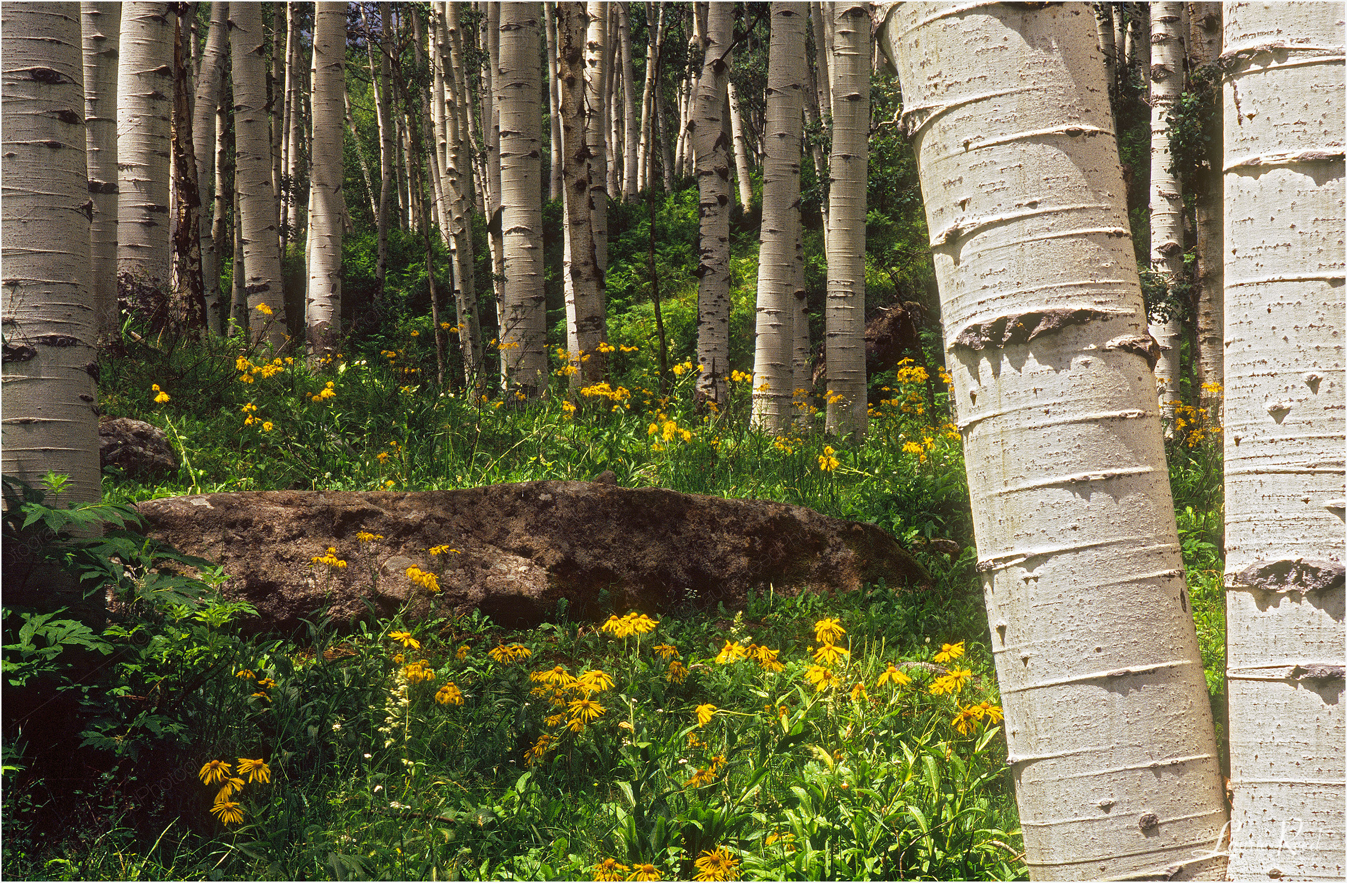 © Laurie Reed Photography