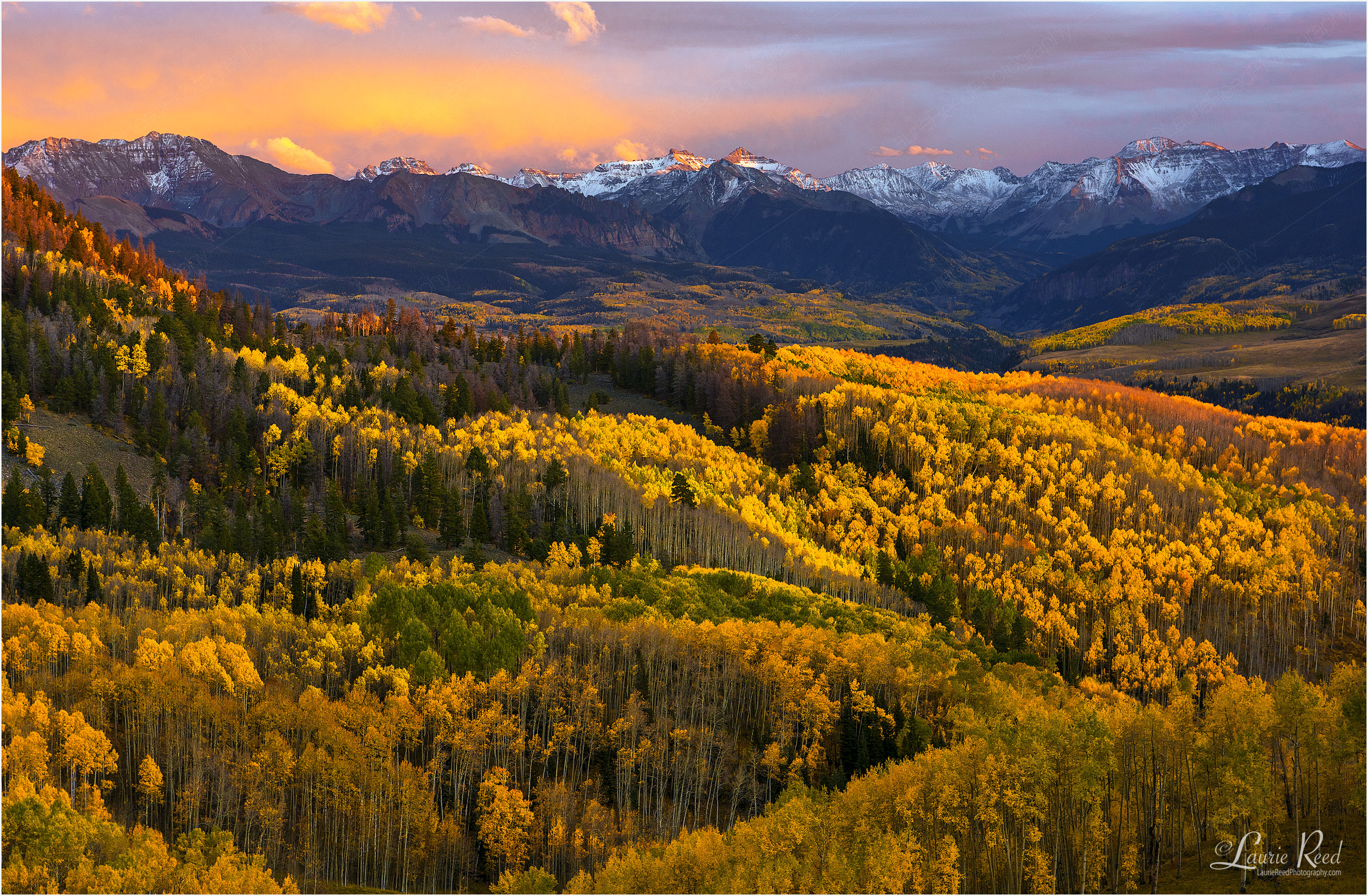 © Laurie Reed Photography