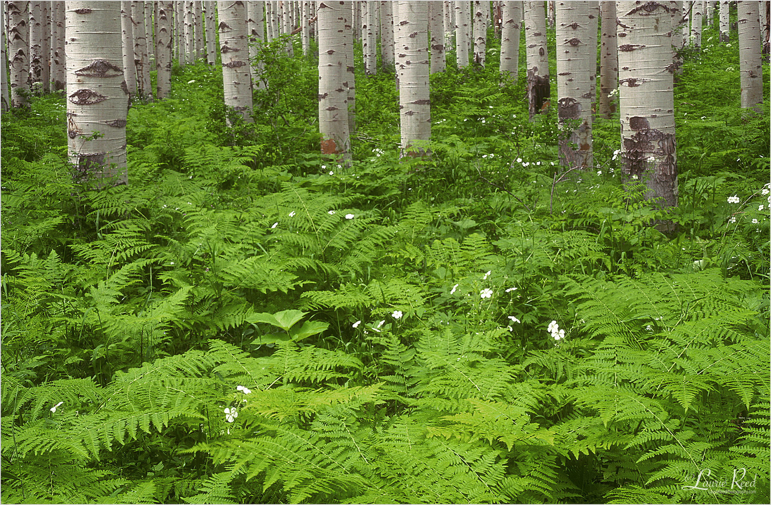 © Laurie Reed Photography