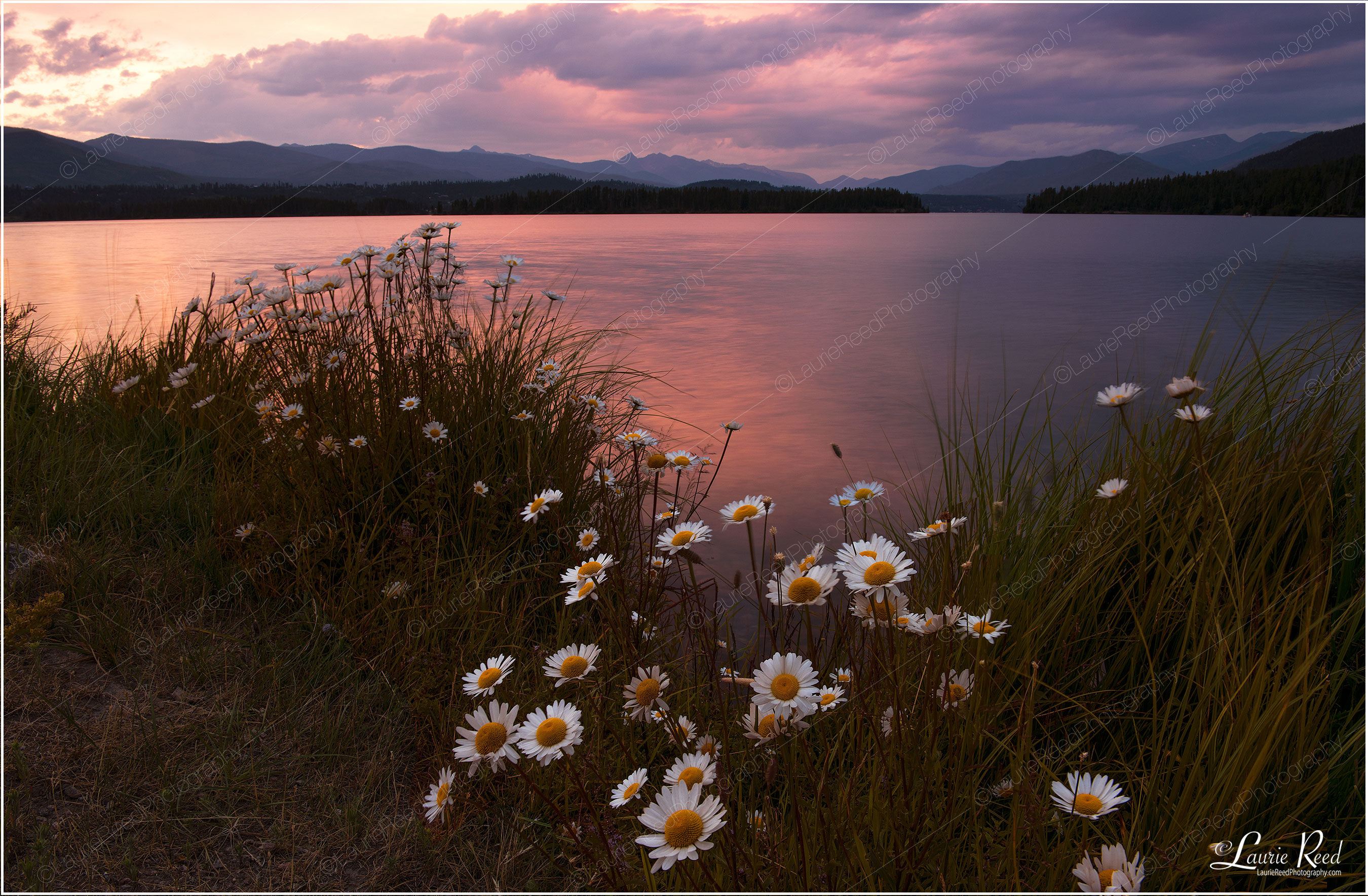 © Laurie Reed Photography