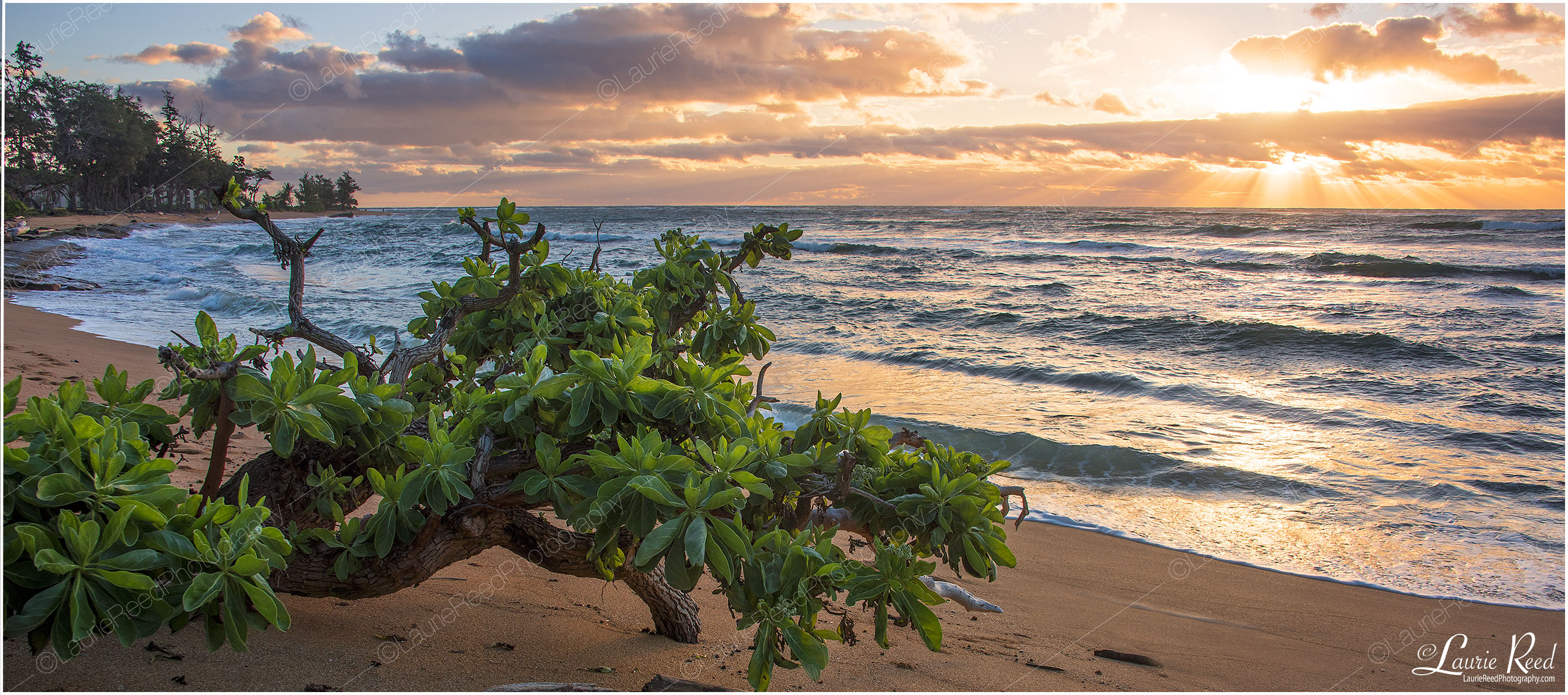 Beachboy Sunrise-Kauai - © Laurie Reed Photography