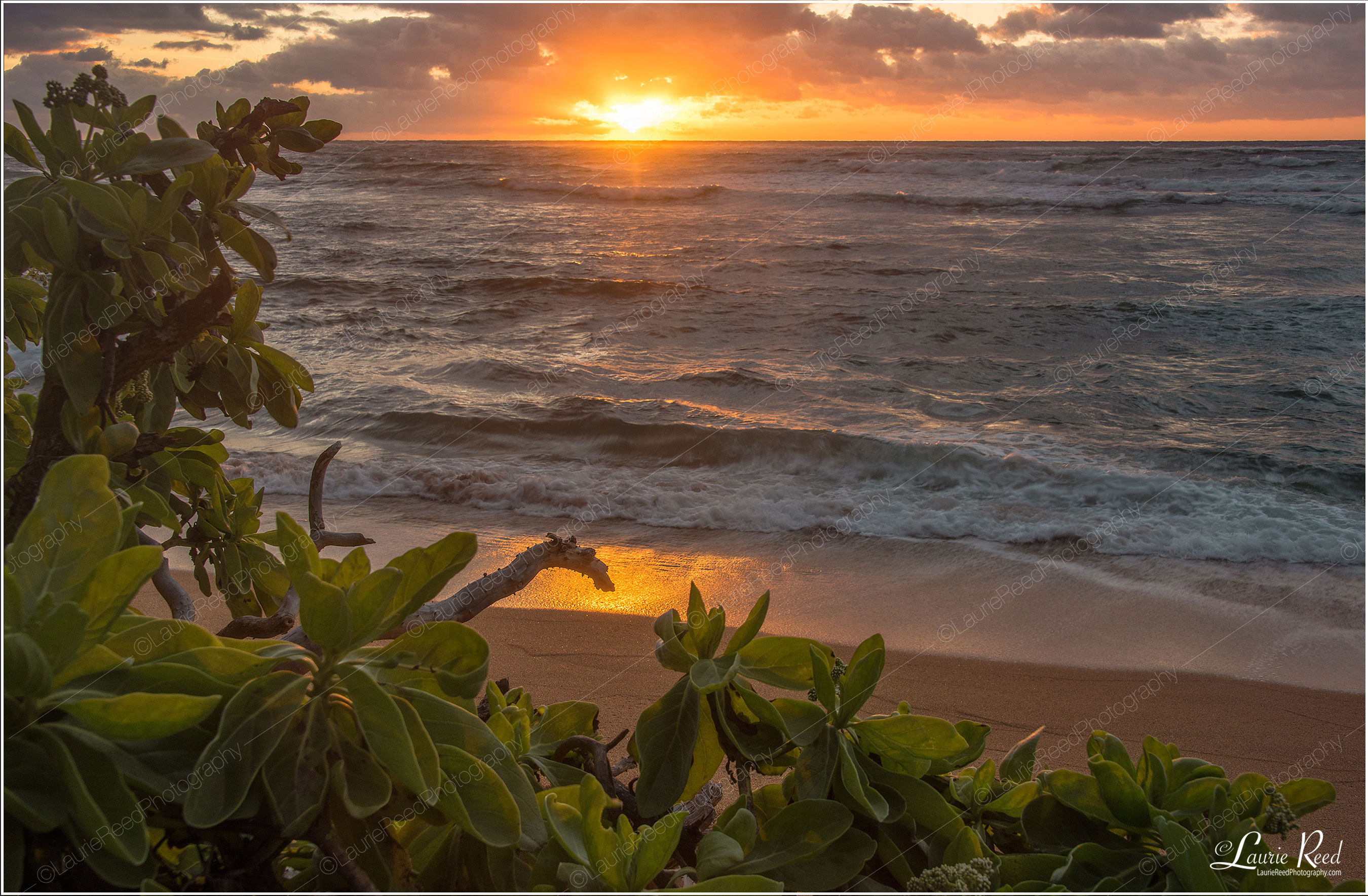 © Laurie Reed Photography