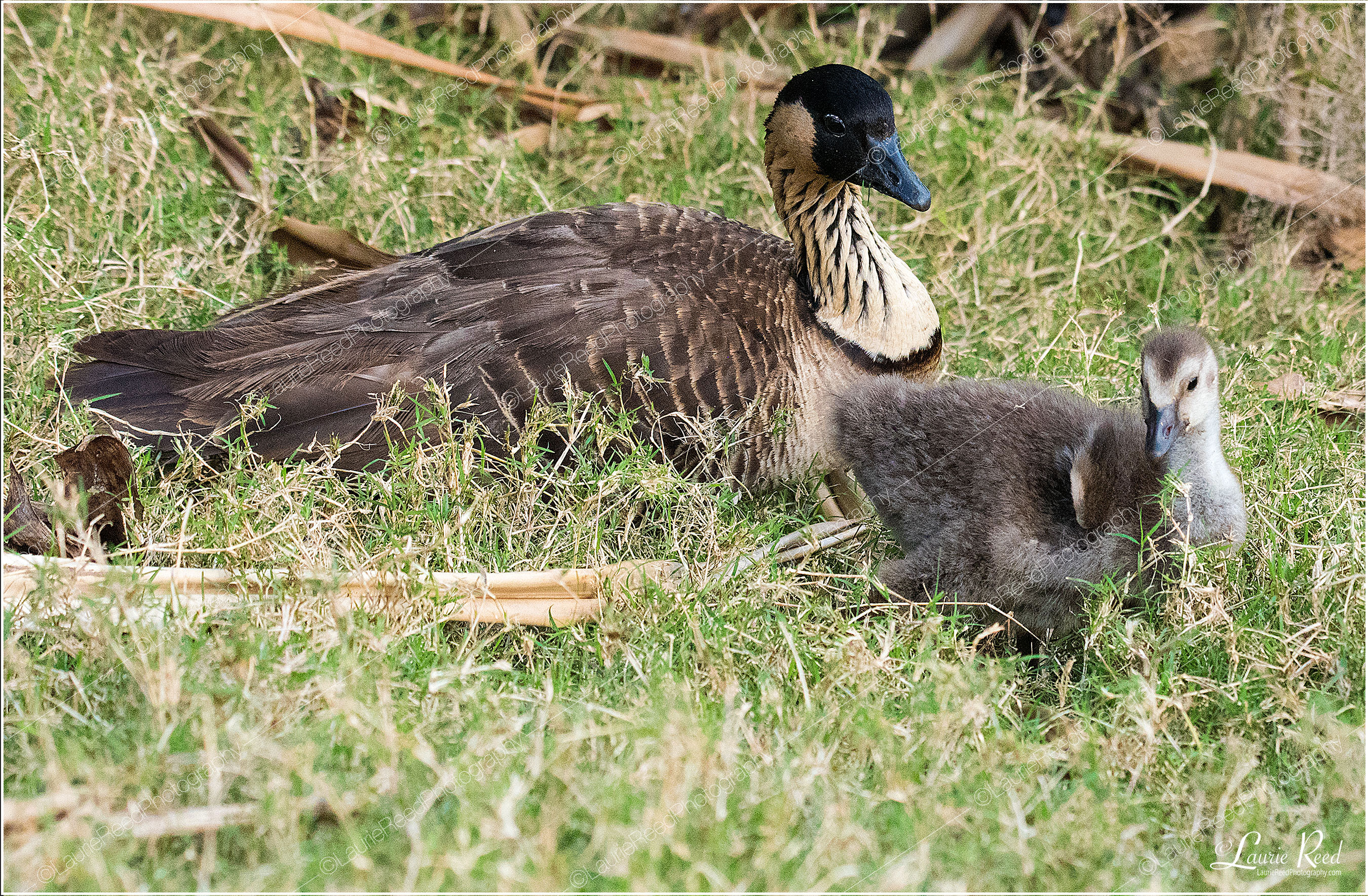 Nene & Gosling - Rarest Goose In The World - DSC_4300 © Laurie Reed Photography