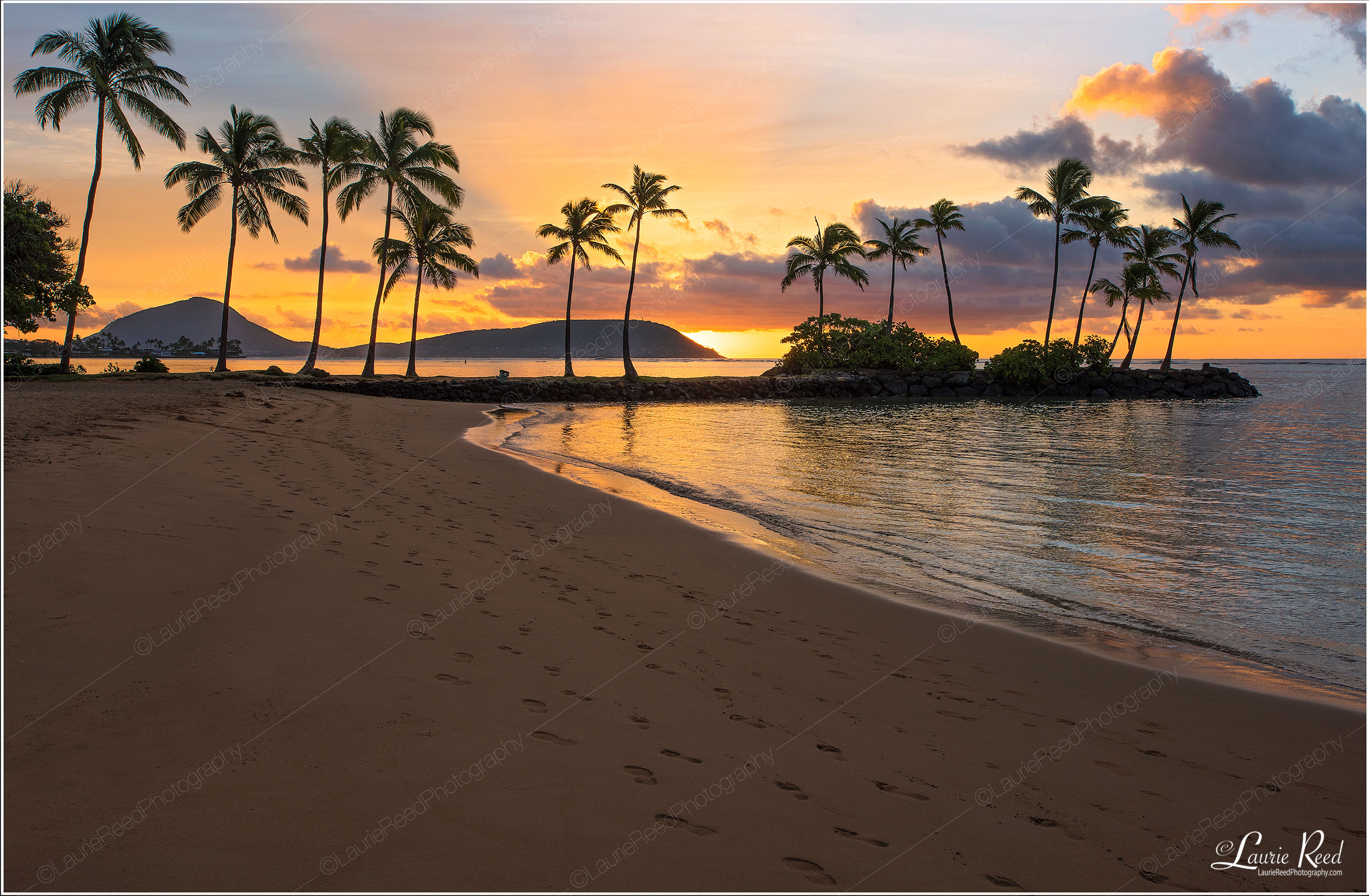 Palm Tree Silhouette © Laurie Reed Photography