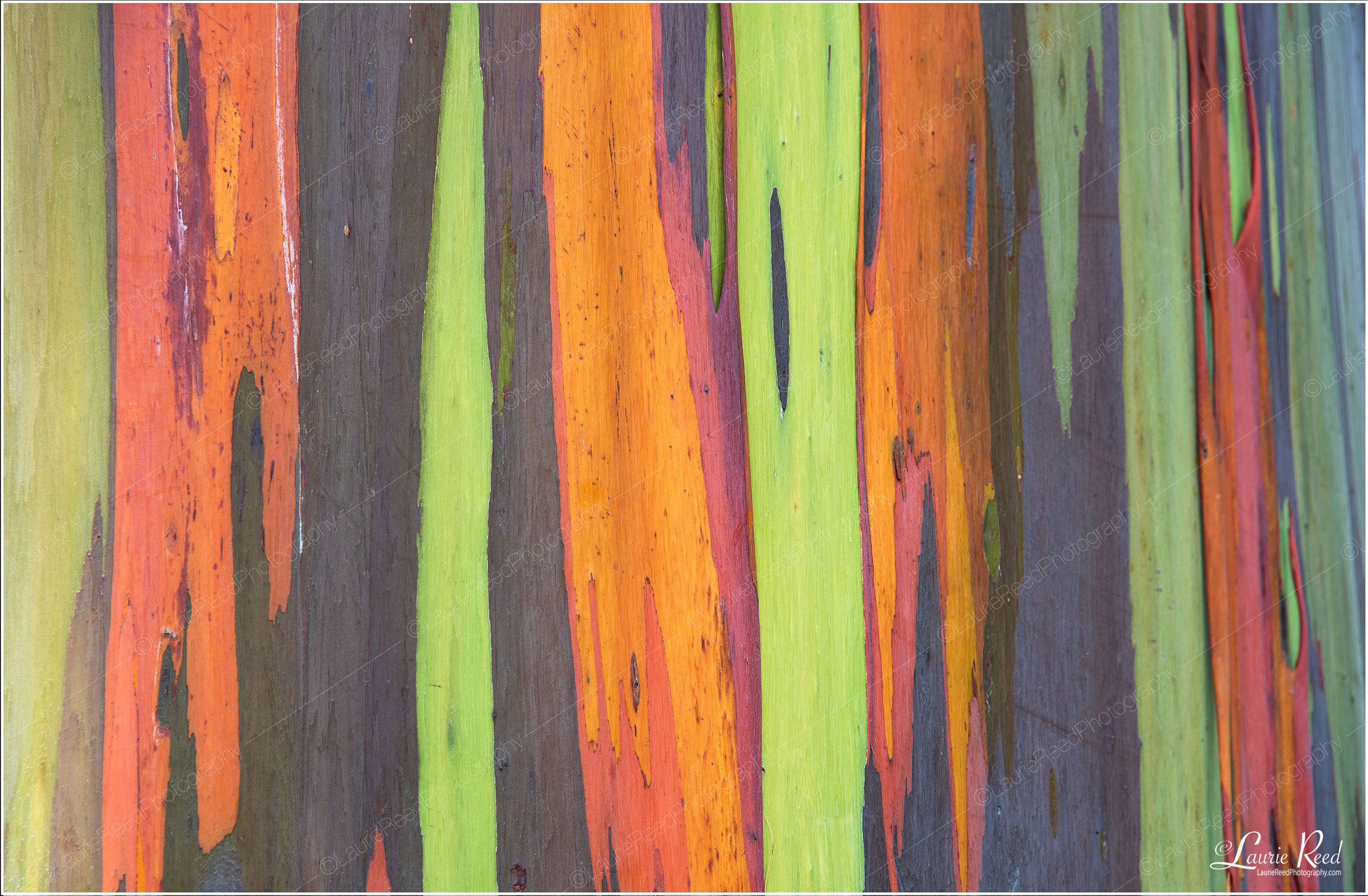 Rainbow Eucalyptus Tree © Laurie Reed Photography