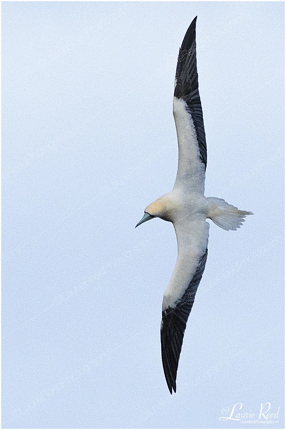 Red Footed Boobie © Laurie Reed Photography