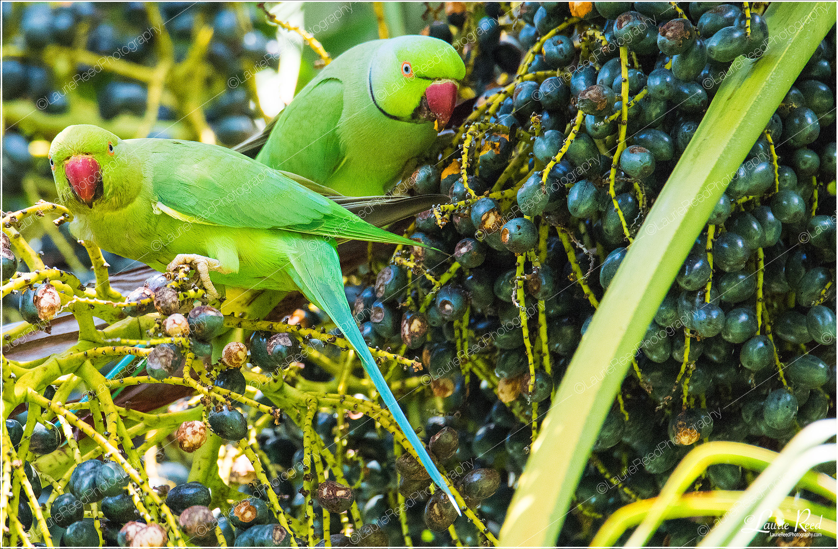 Rose Ringed Parakeets © Laurie Reed Photography