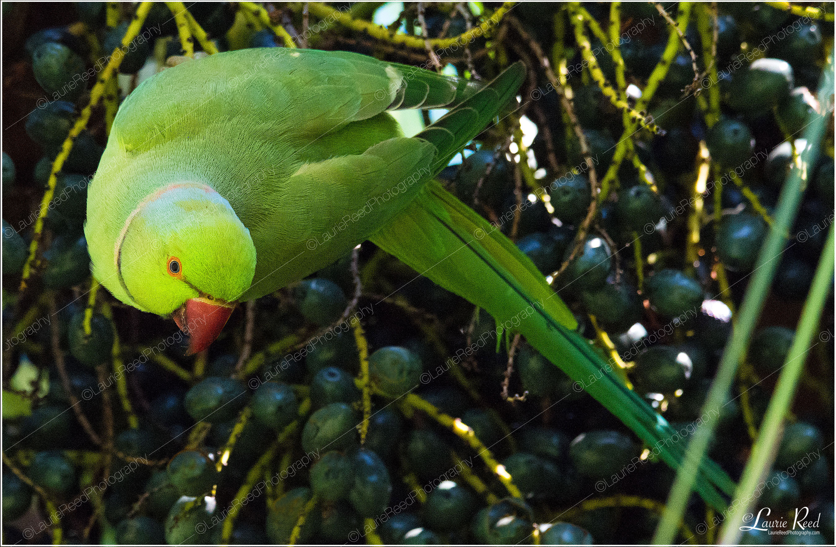 Rose Ringed Parakeet © Laurie Reed Photography