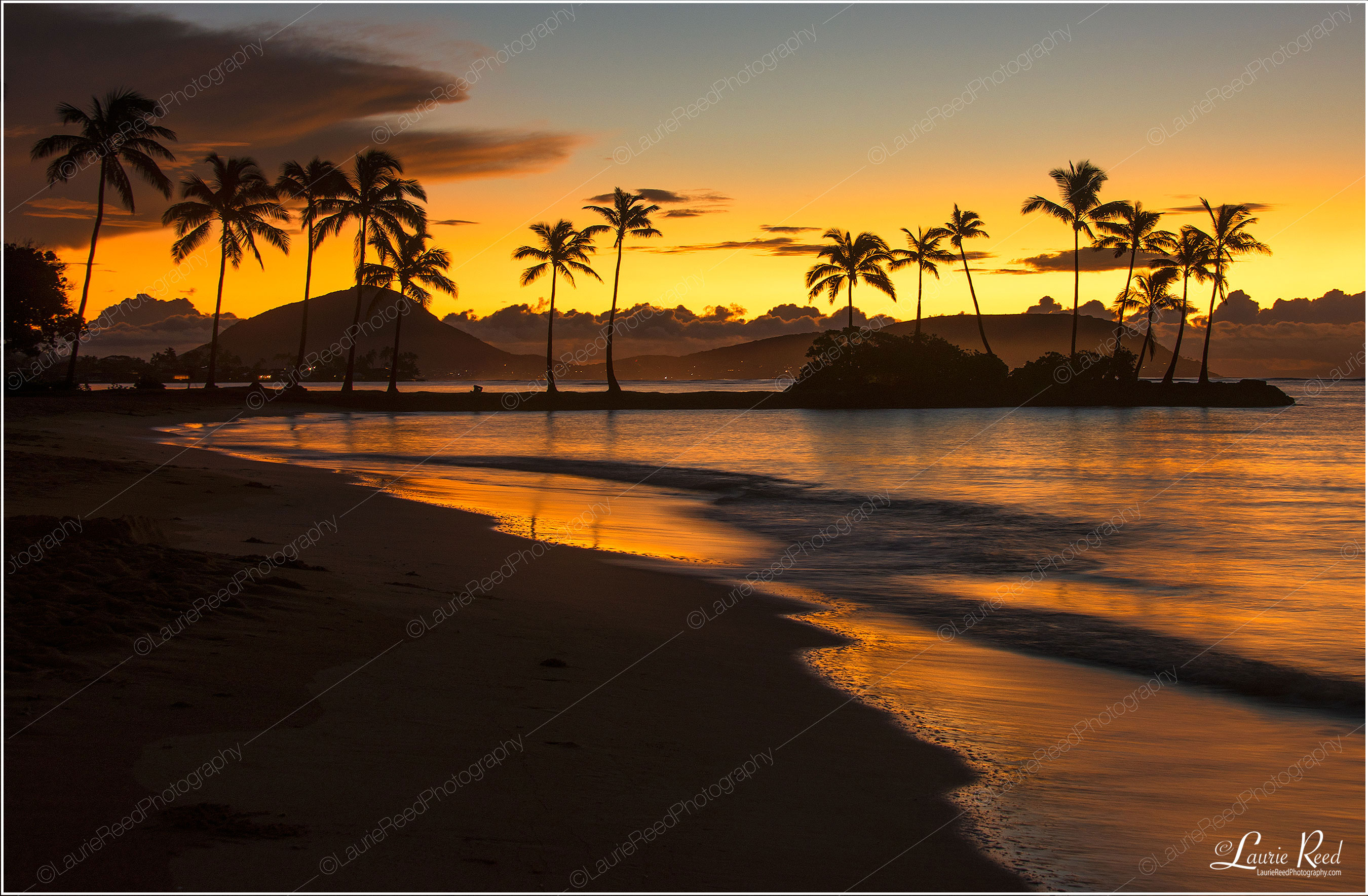 Palm Trees Silhouette © Laurie Reed Photography