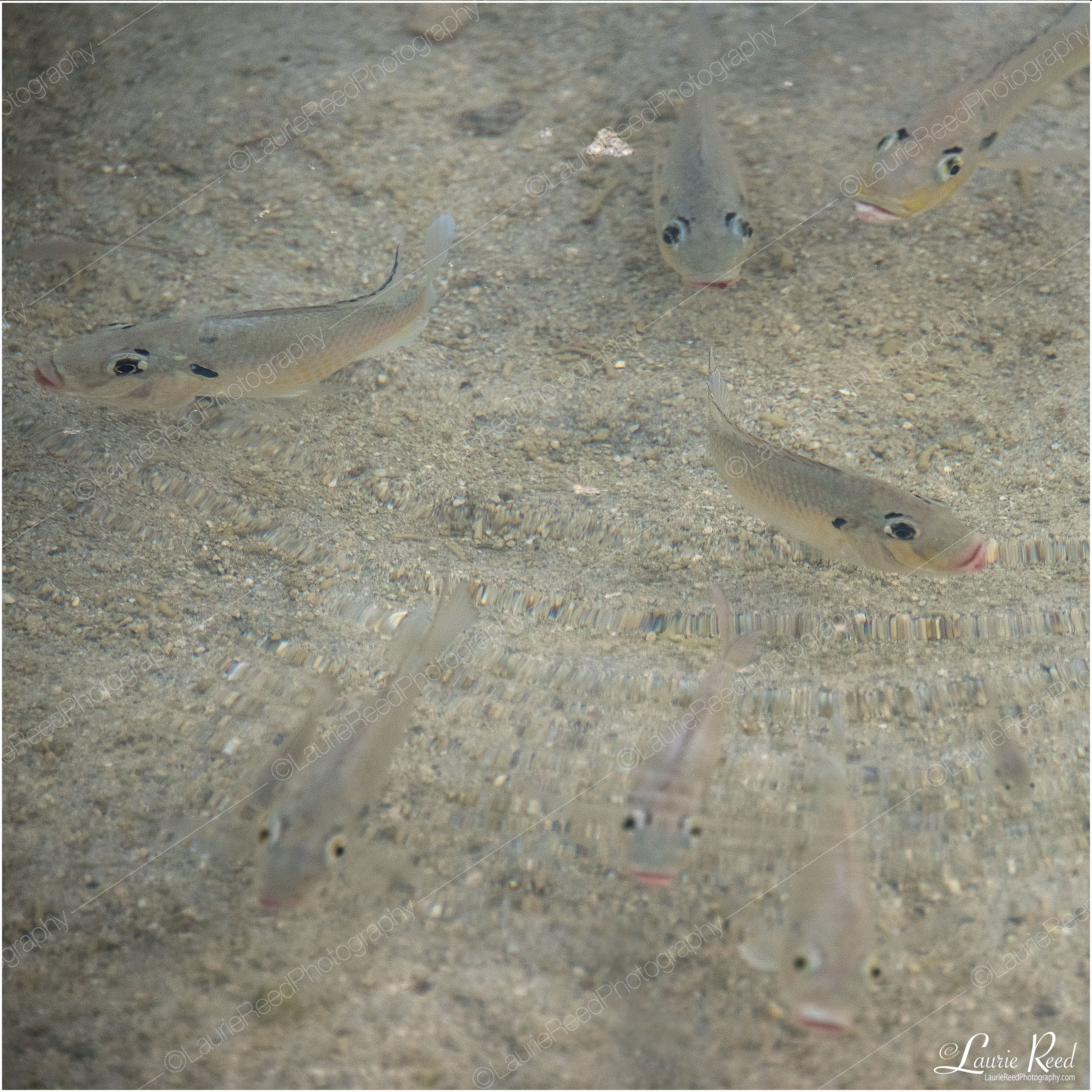 Why Is Everybody Always Looking At Me? © Laurie Reed Photography