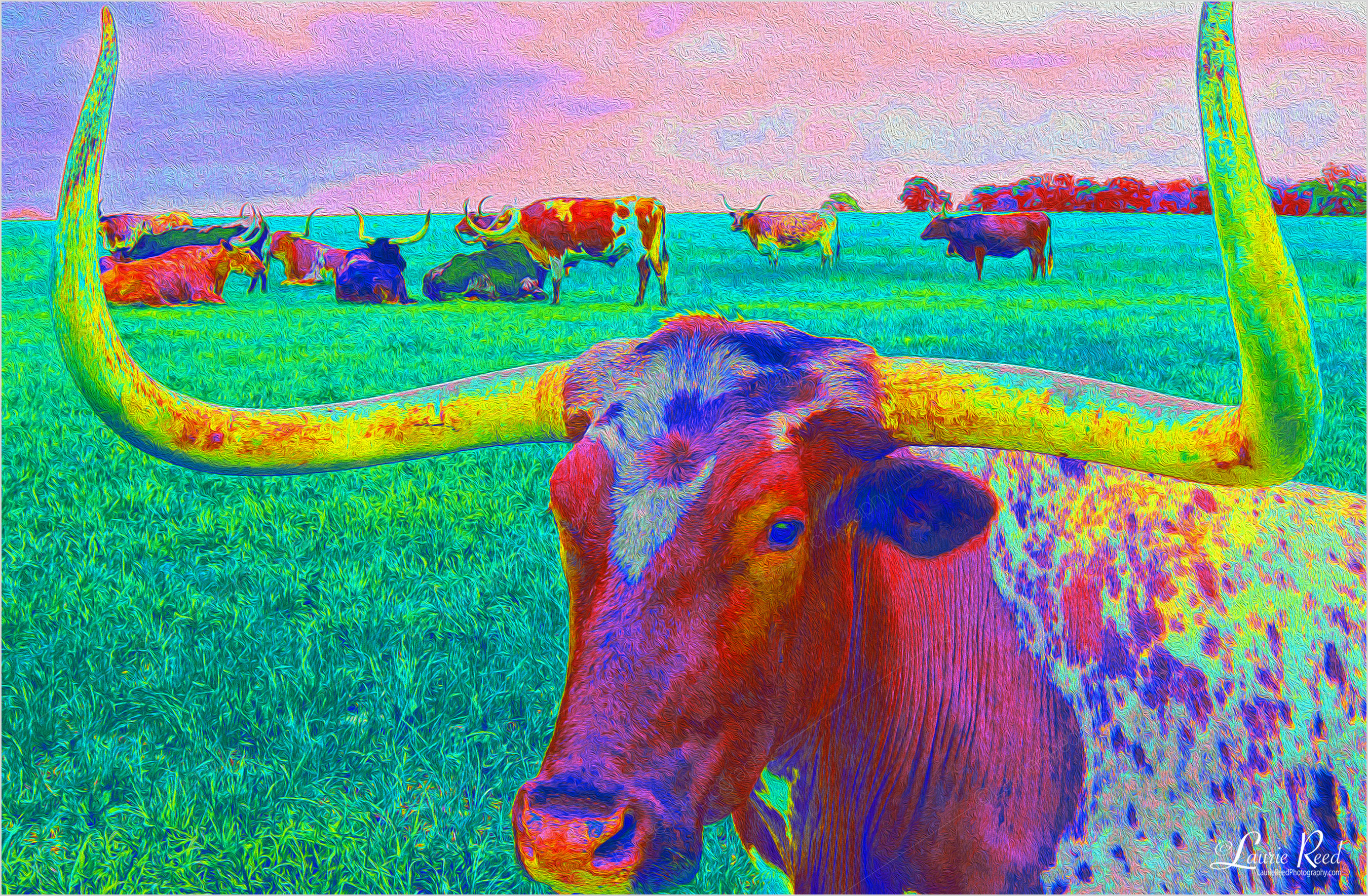 © Laurie Reed Photography