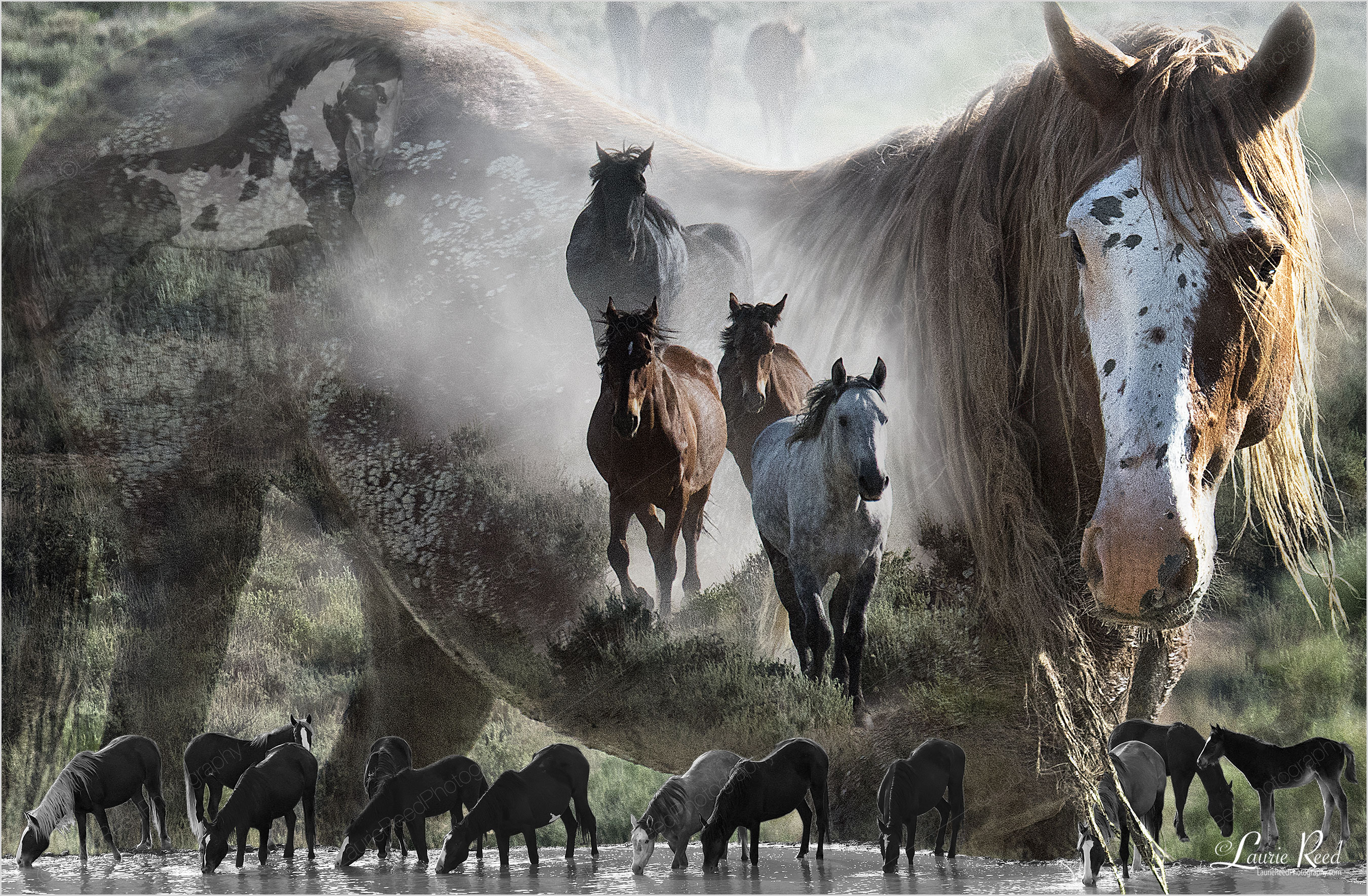 © Laurie Reed Photography