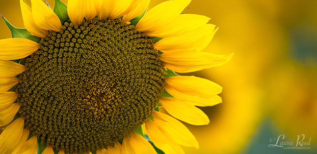 © Laurie Reed Photography