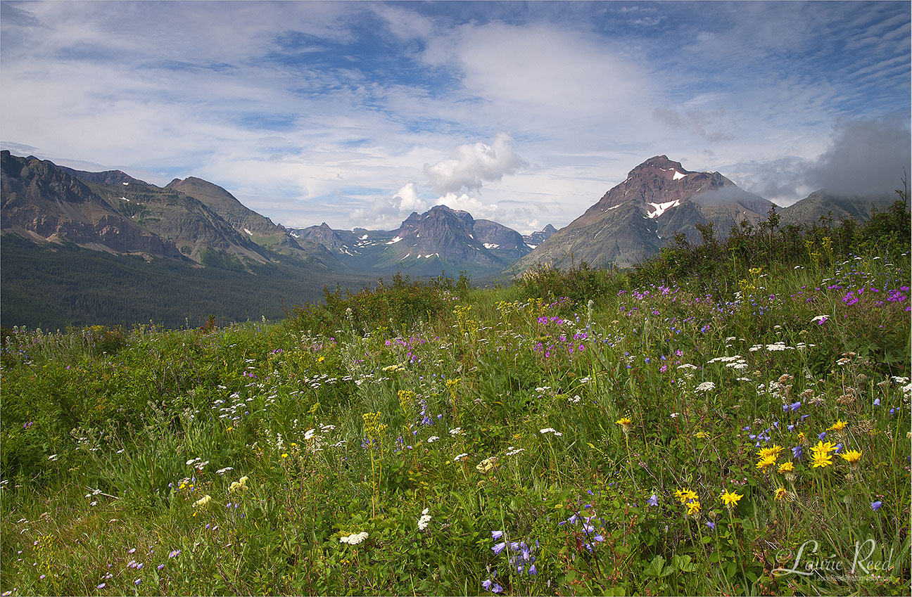 © Laurie Reed Photography