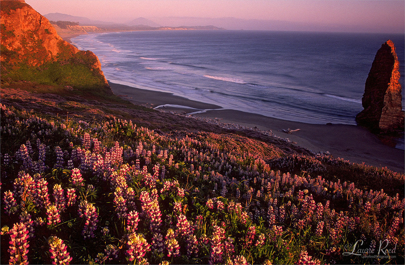 © Laurie Reed Photography