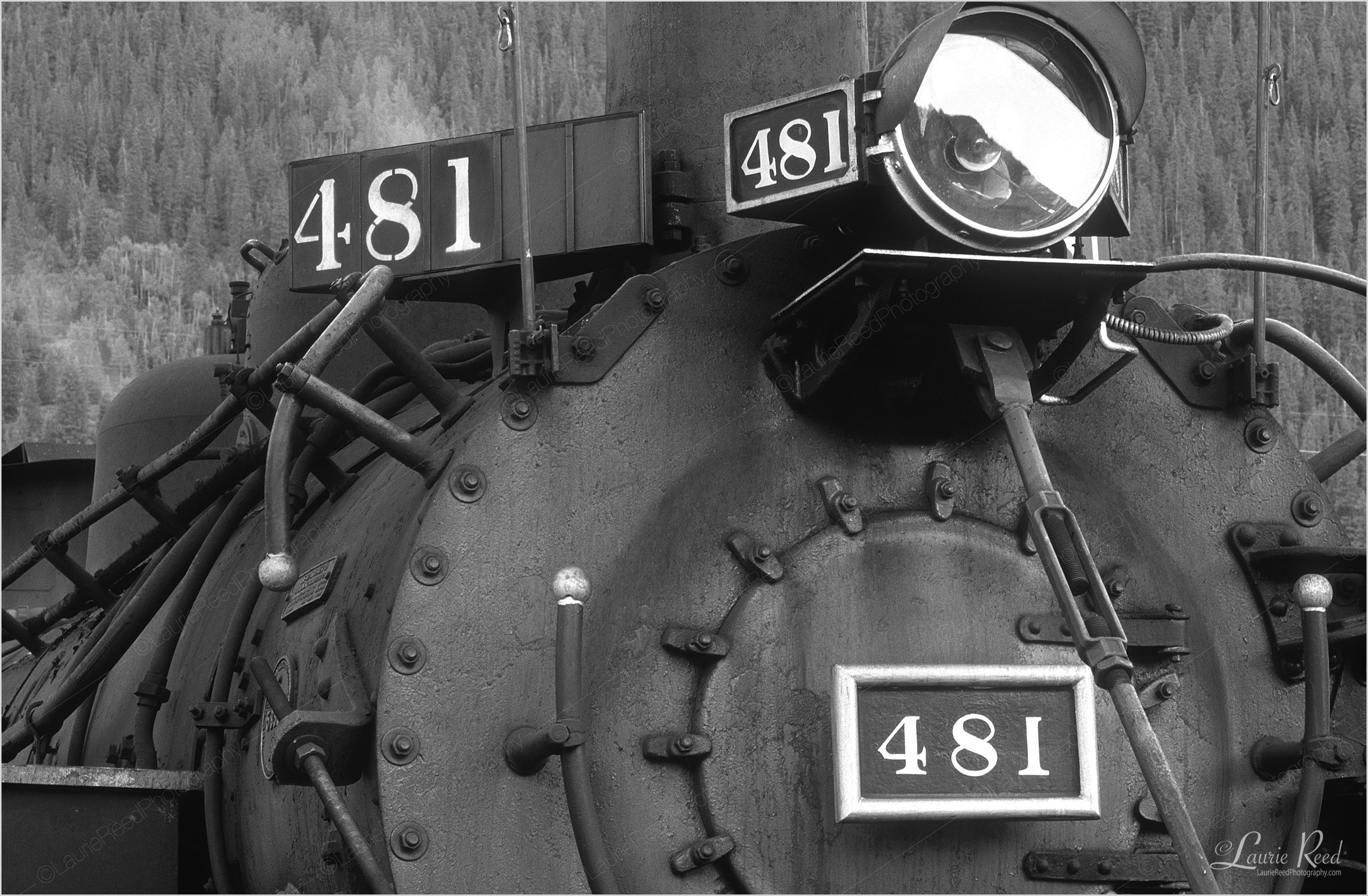 © Laurie Reed Photography