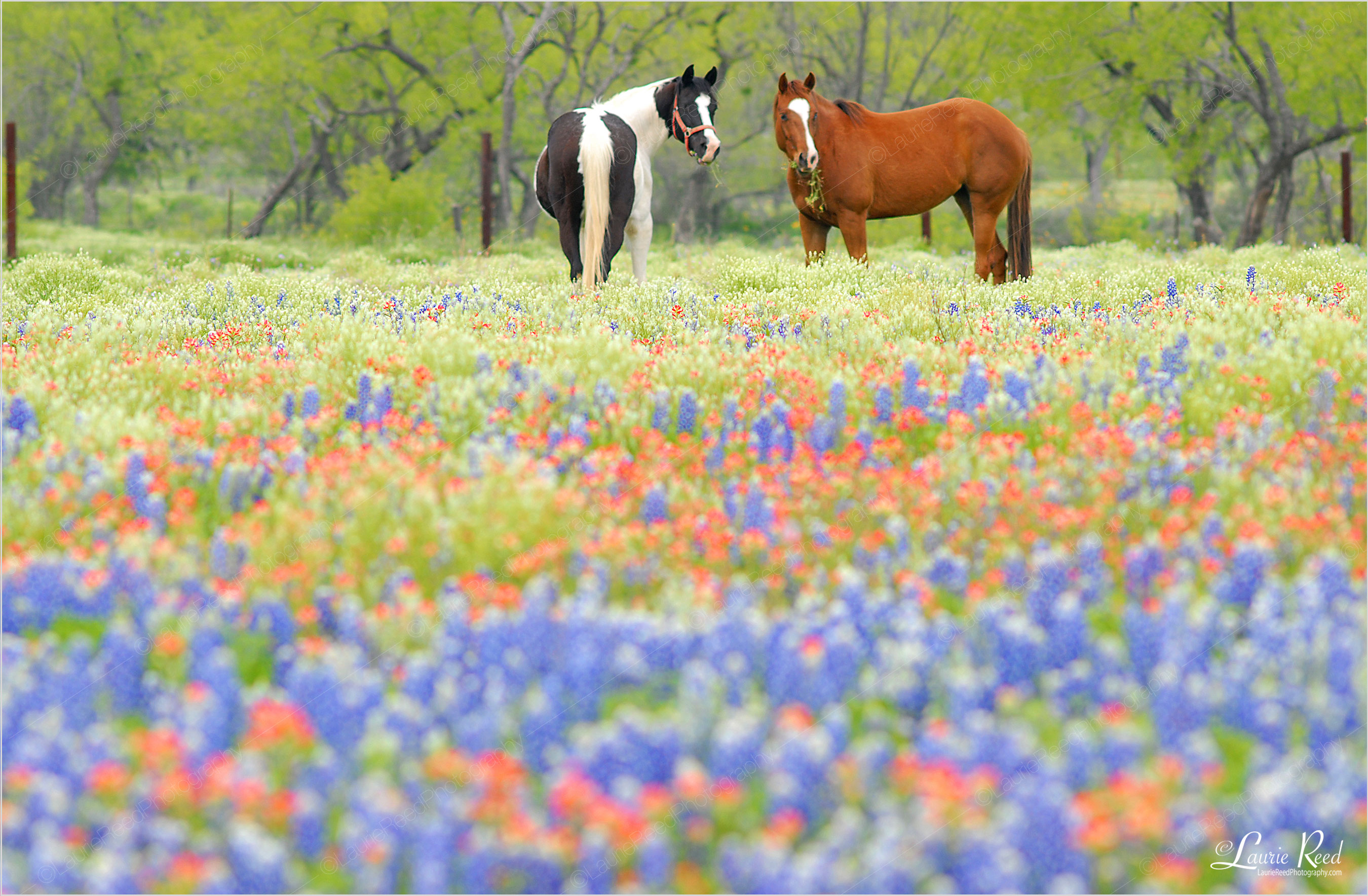 © Laurie Reed Photography