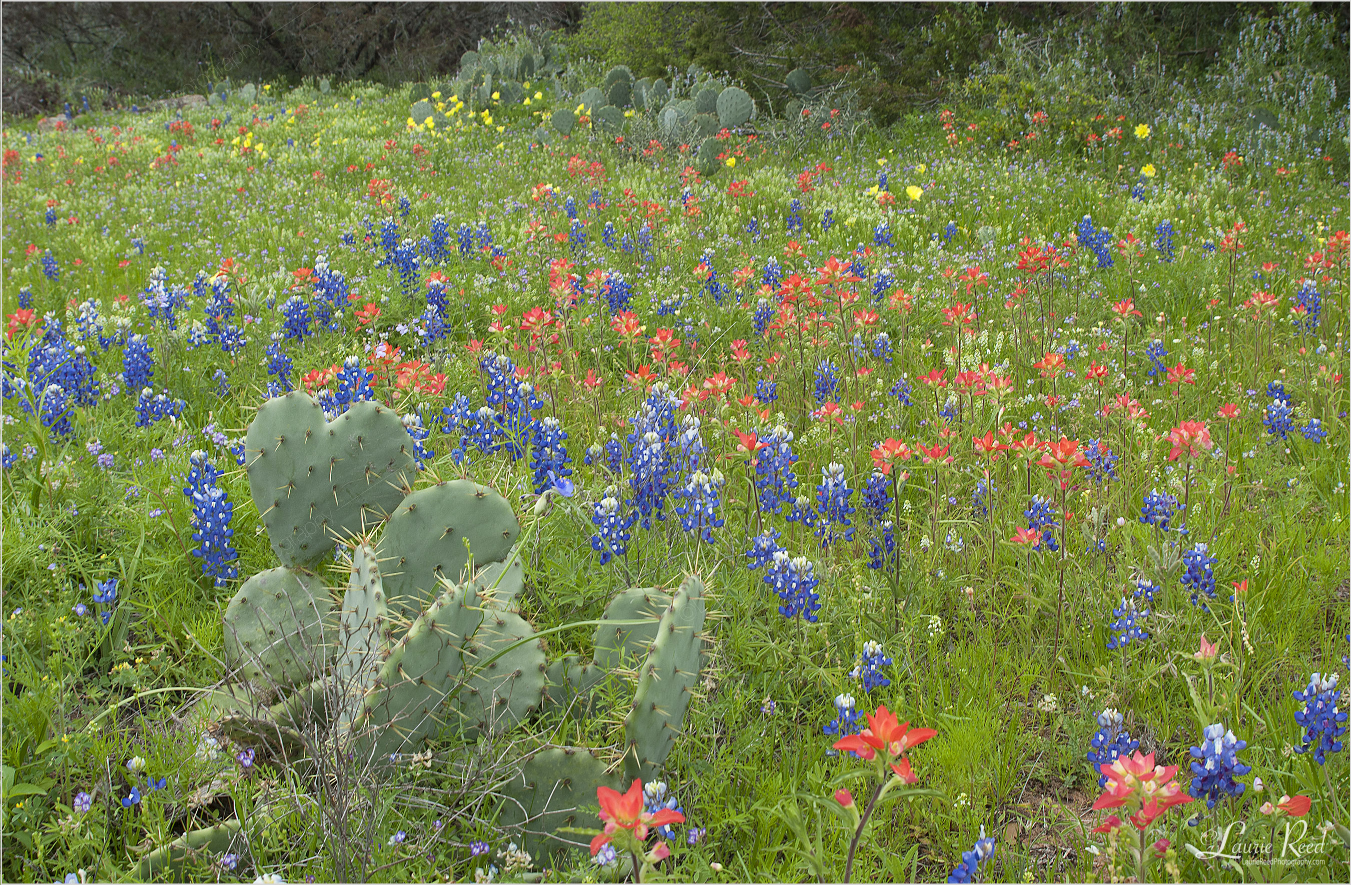 © Laurie Reed Photography