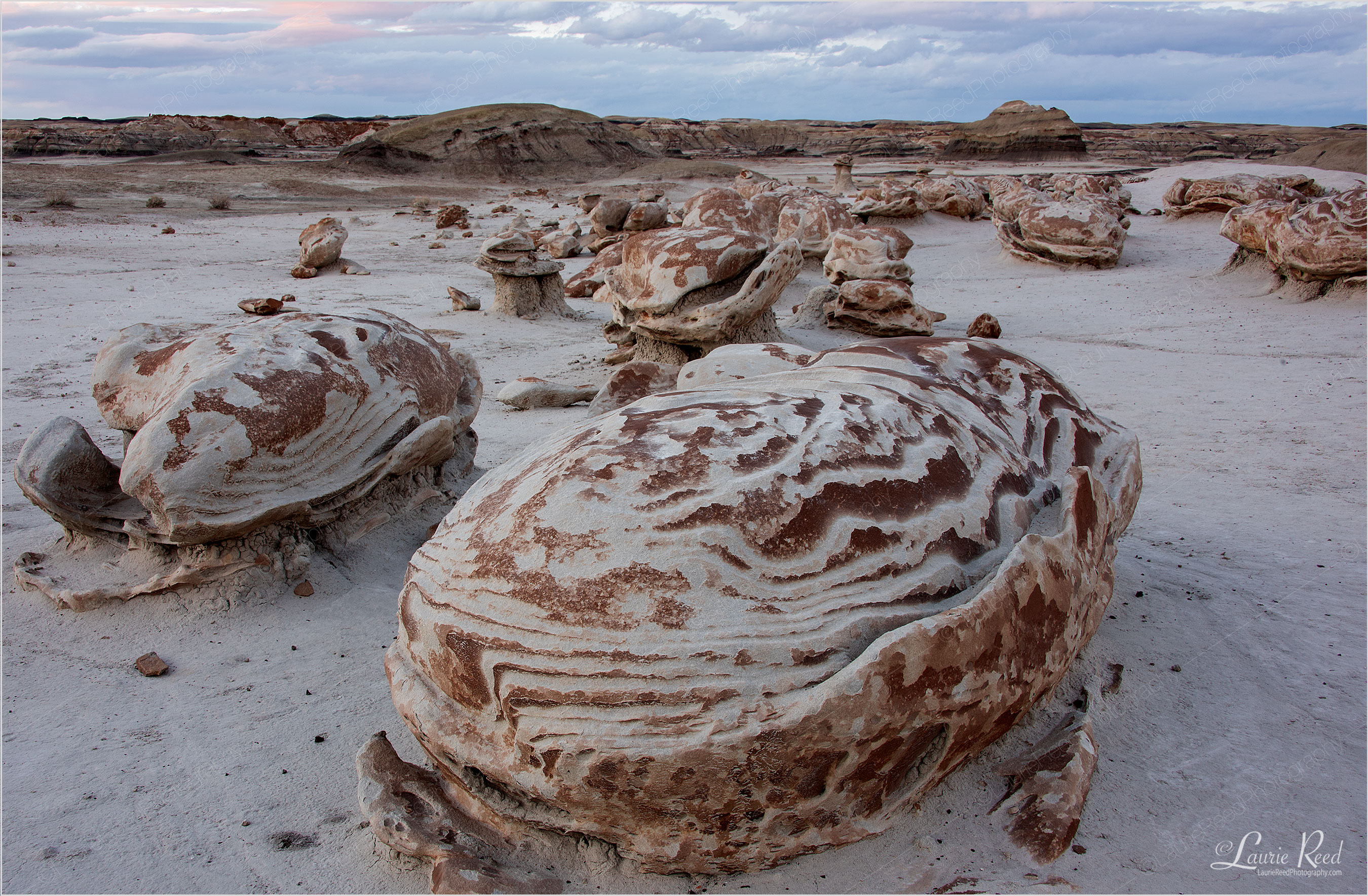 © Laurie Reed Photography