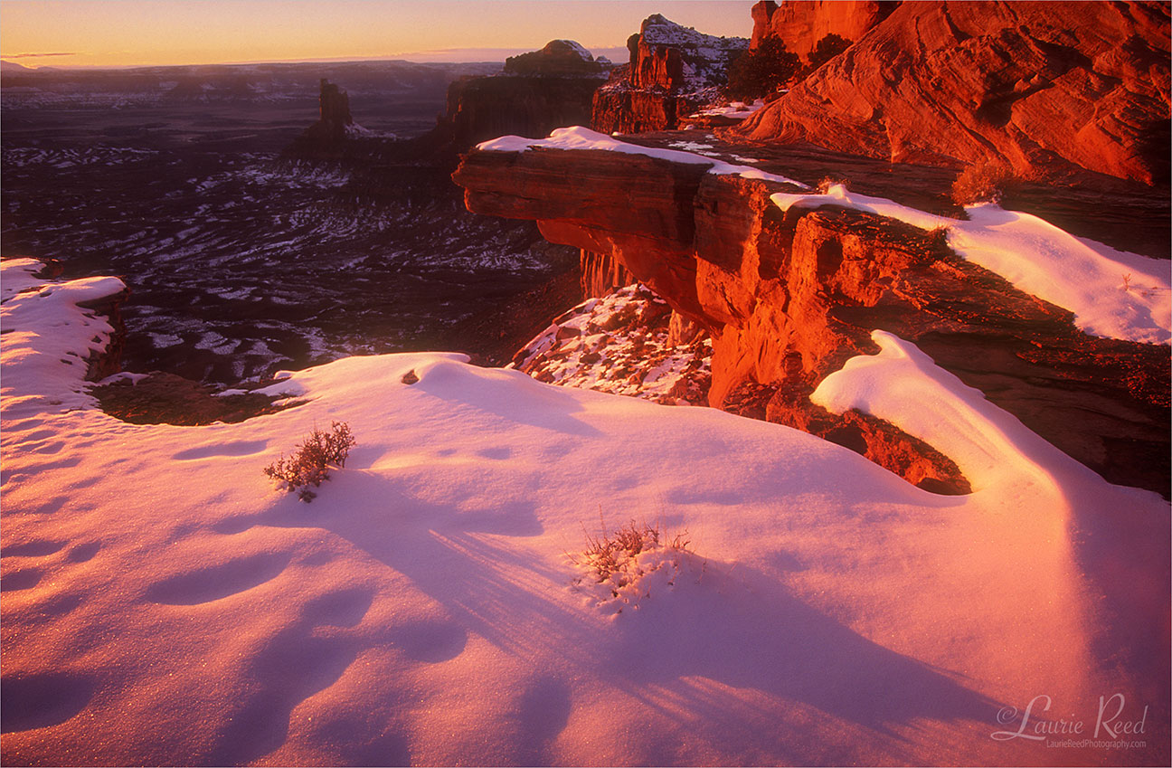 © Laurie Reed Photography