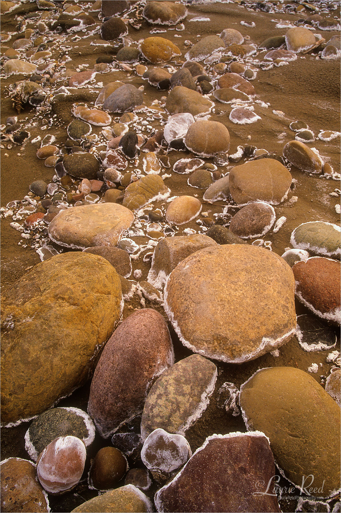 © Laurie Reed Photography