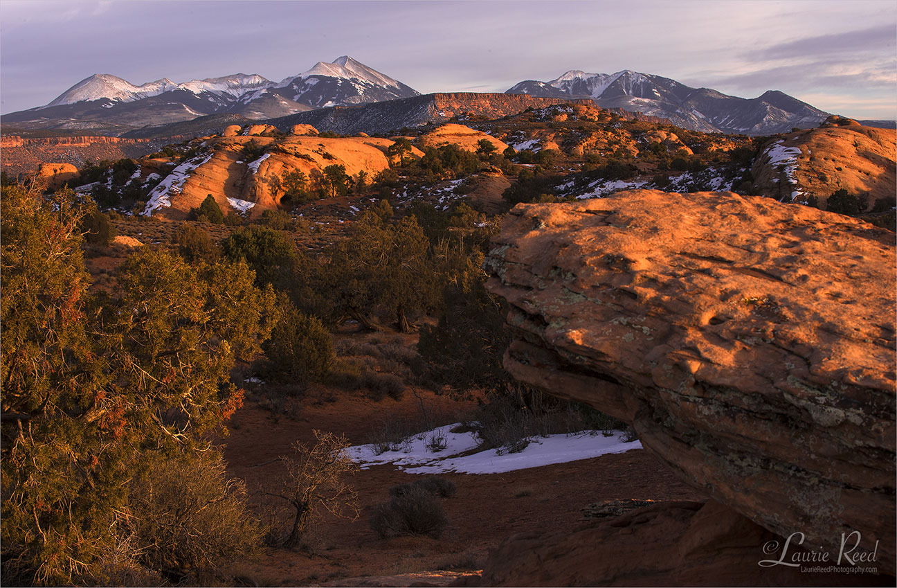 © Laurie Reed Photography