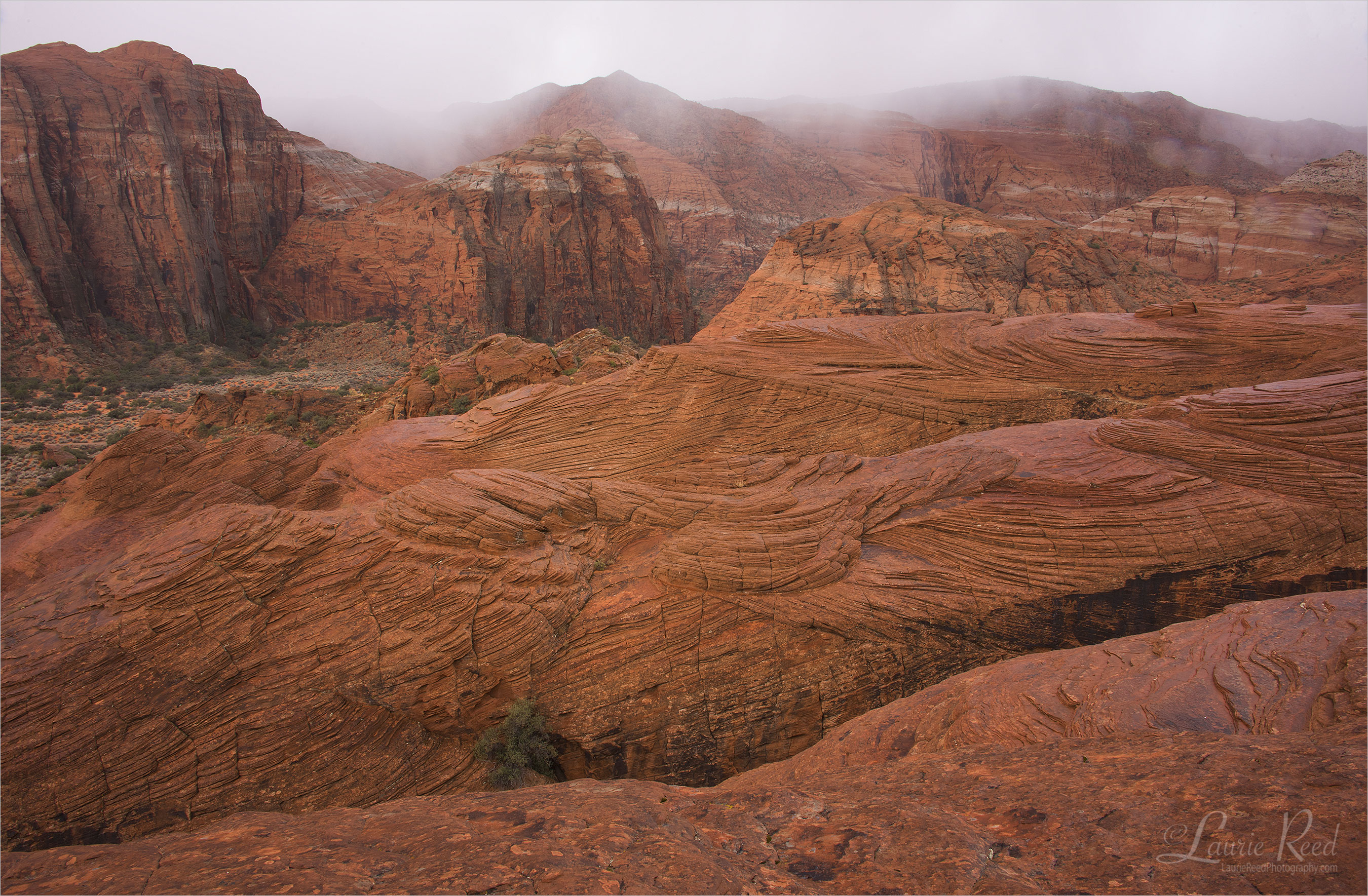 © Laurie Reed Photography