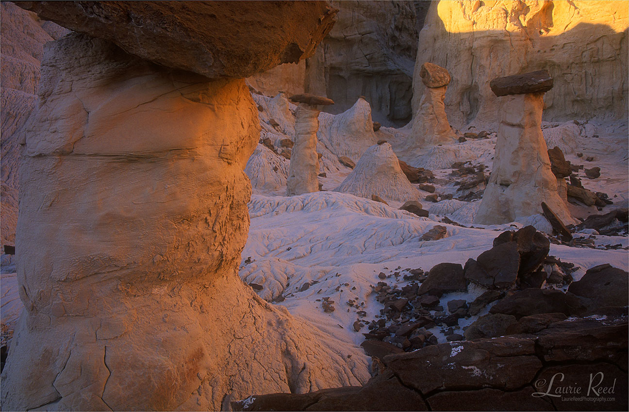 © Laurie Reed Photography