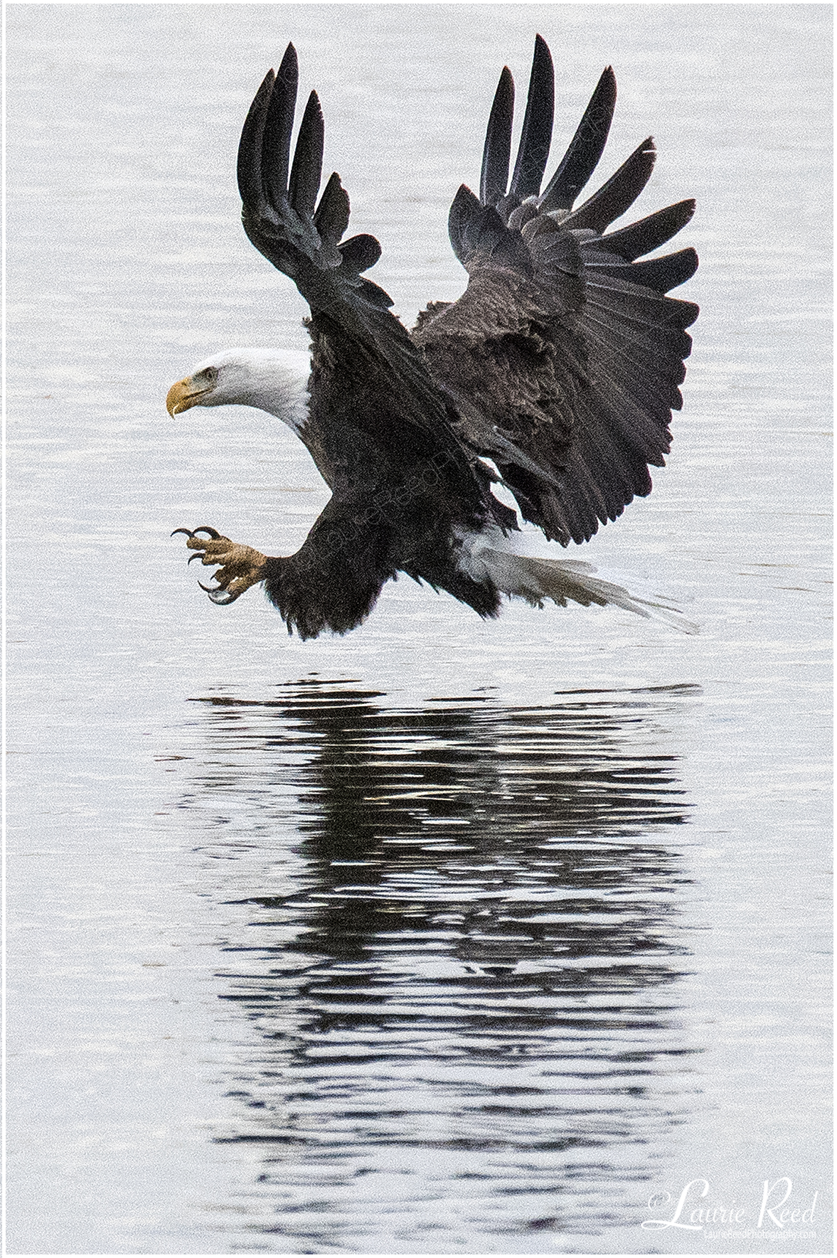 Eagle Locked-In © Laurie Reed Photography