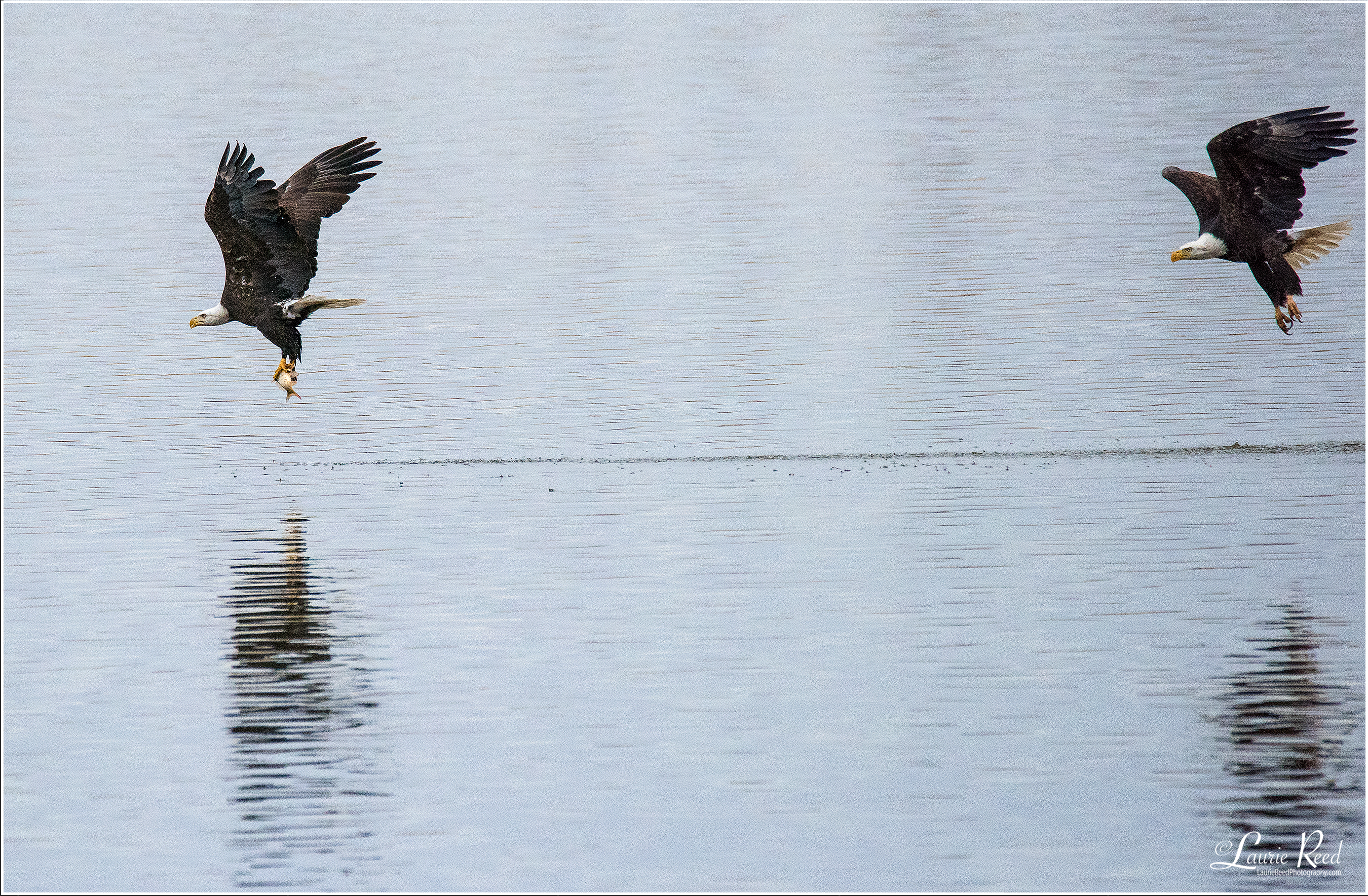 Eagle In Hot Pursuit © Laurie Reed Photography