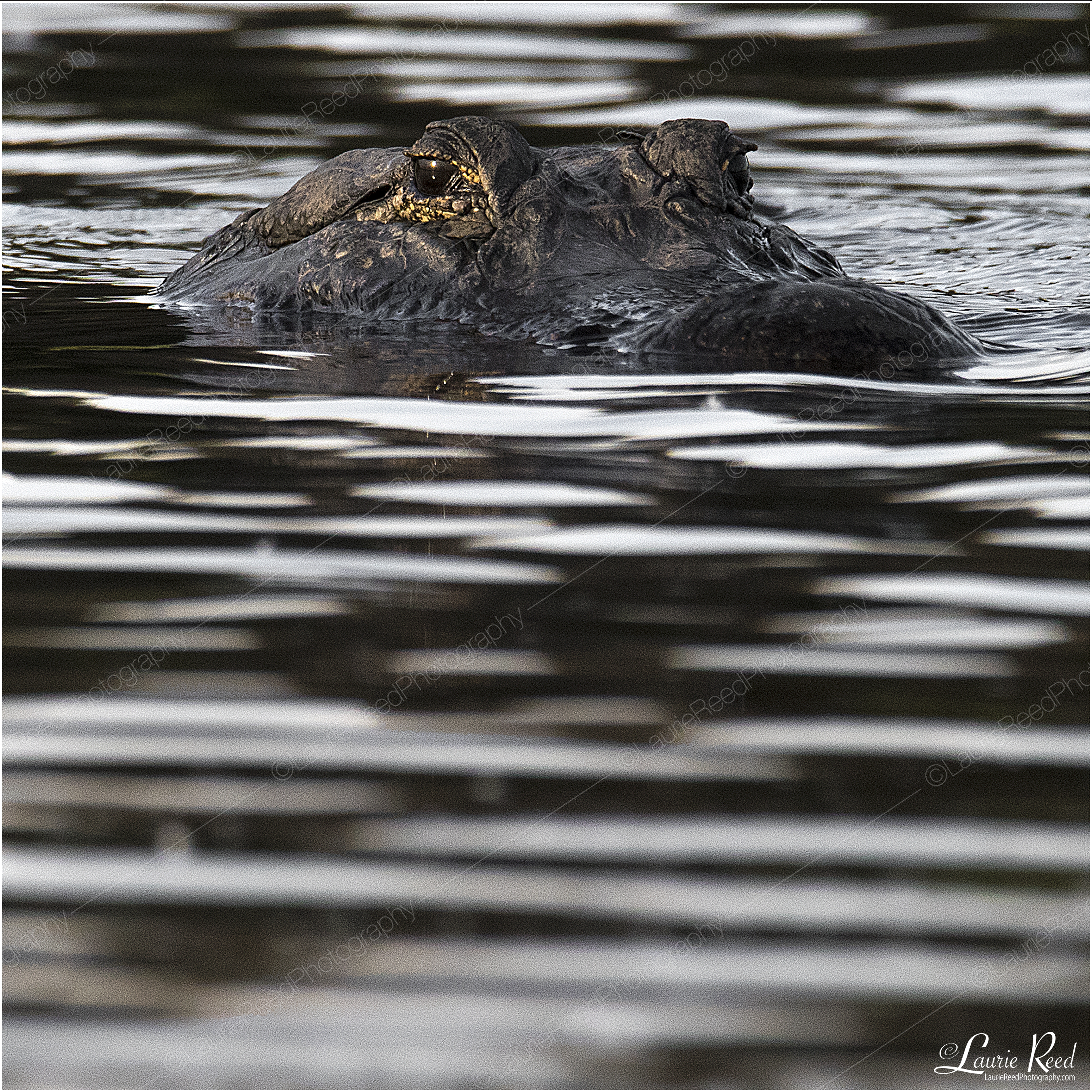 Intimidation © Laurie Reed Photography