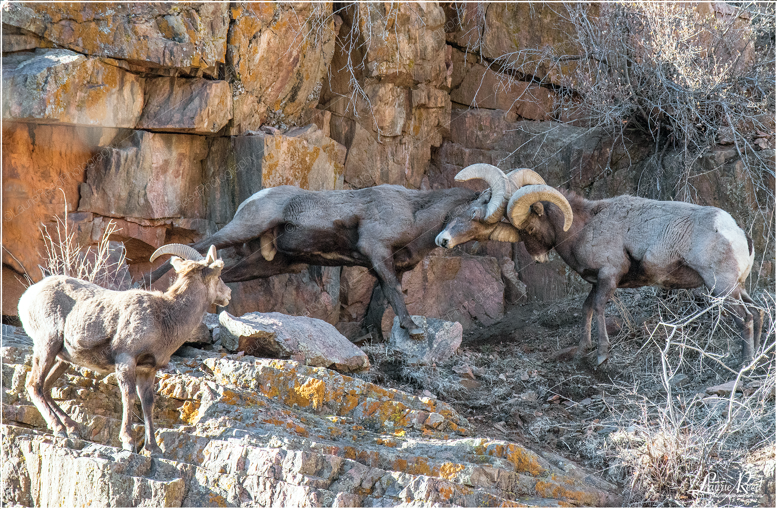 Echoes In The Valley © Laurie Reed Photography