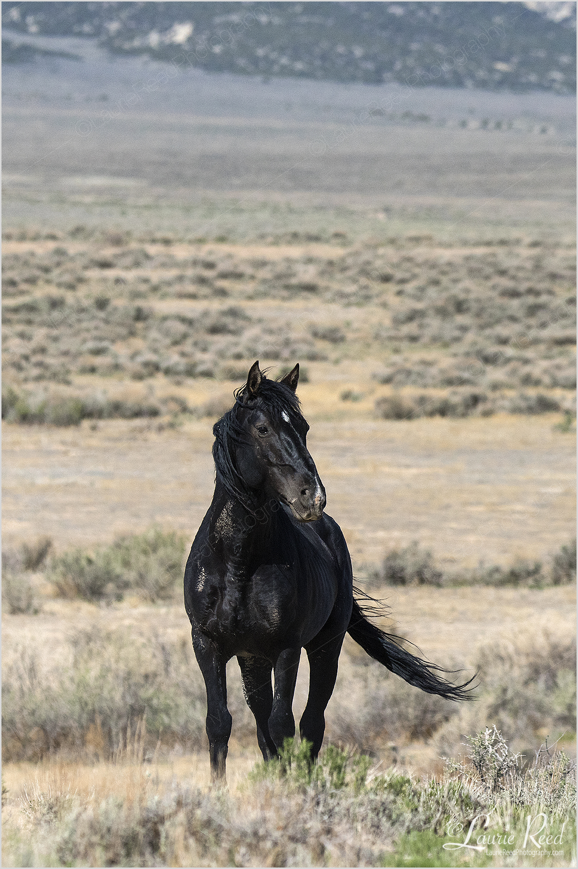 © Laurie Reed Photography