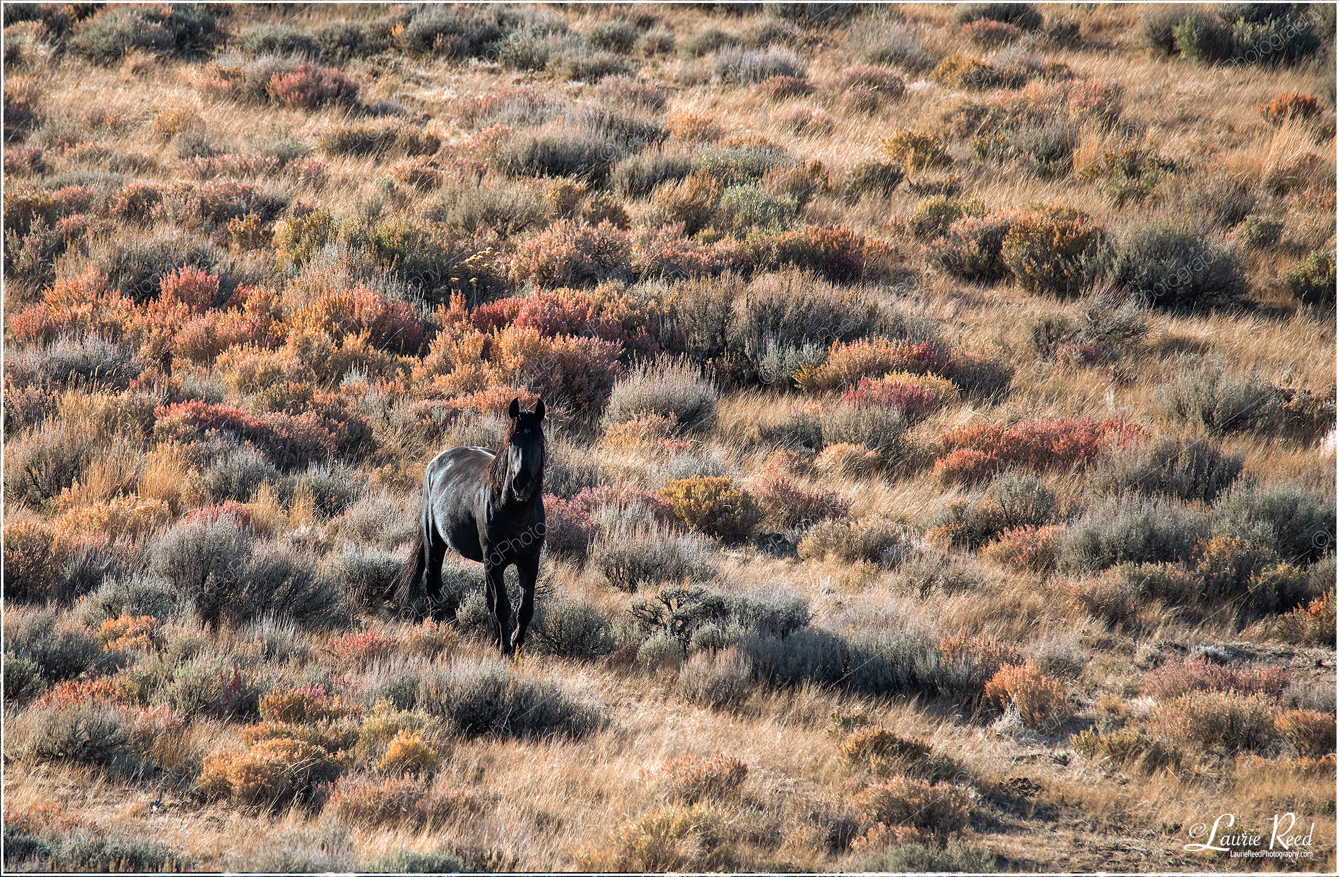 Black Horse Fall Color © Laurie Reed Photography