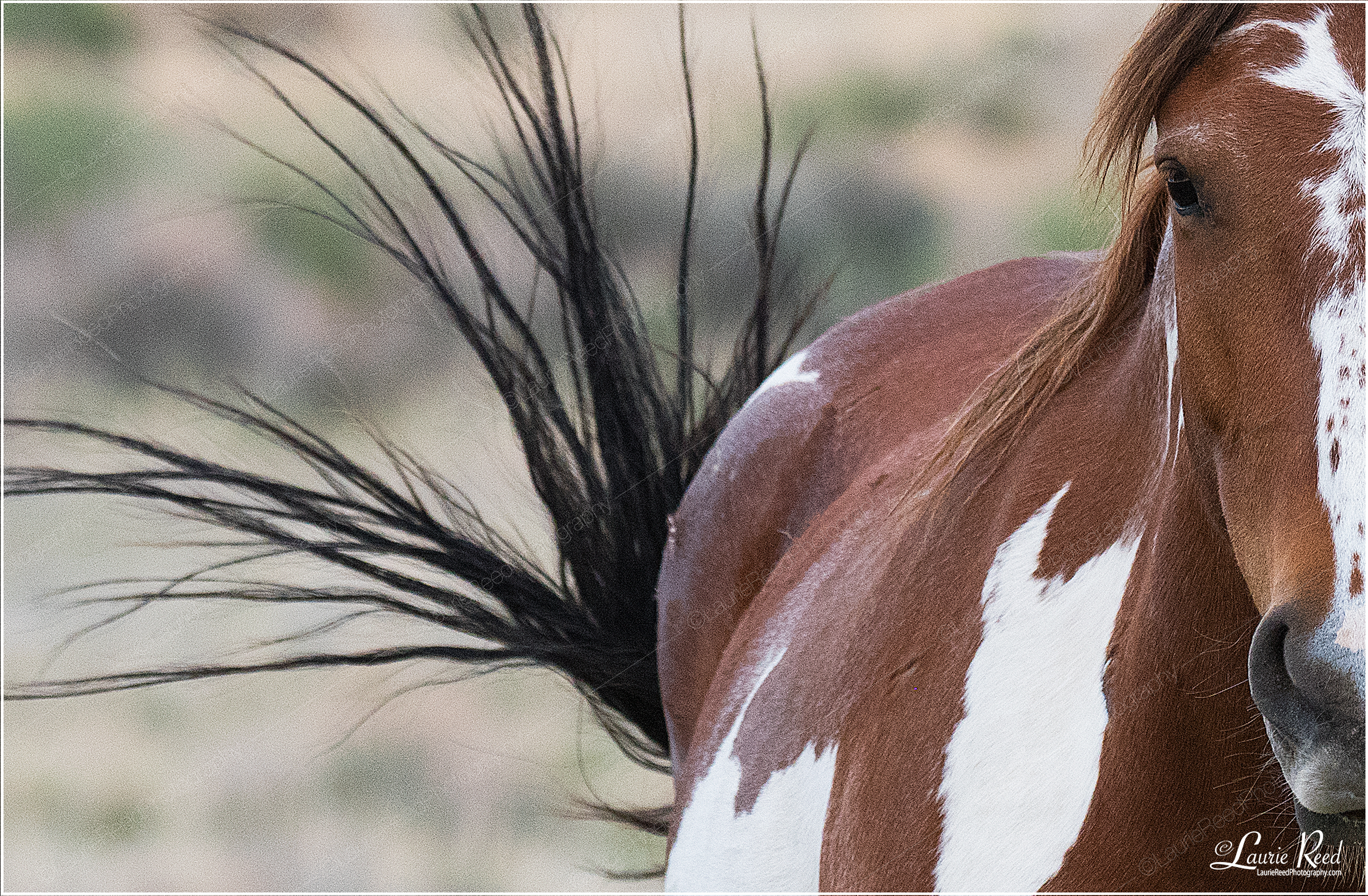 Brayley, Beauty of the Basin © Laurie Reed Photography